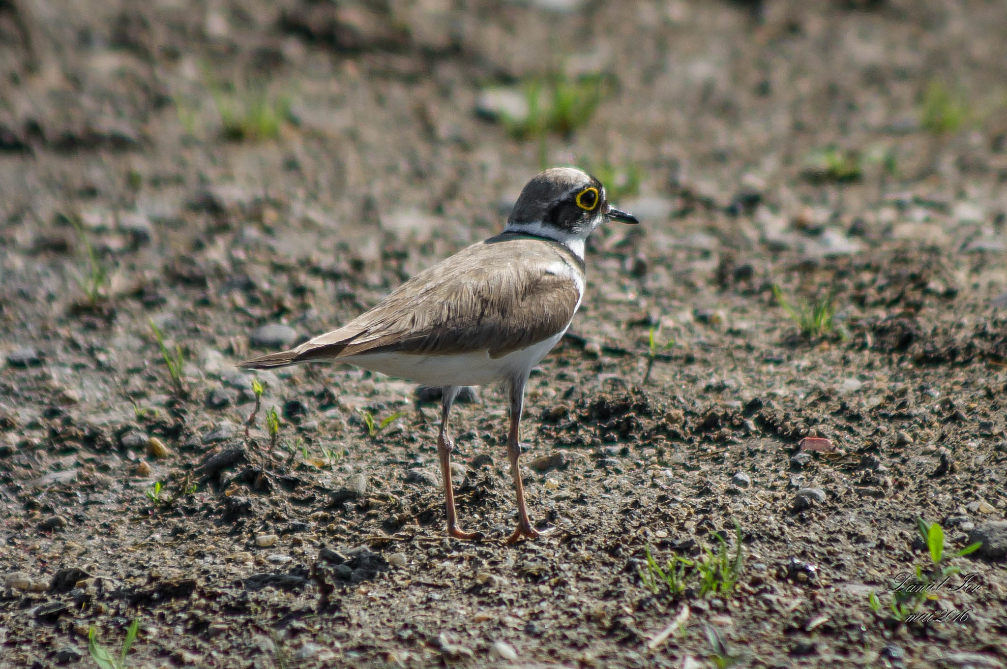 smc PENTAX-FA 80-320mm F4.5-5.6 sample photo. Charadrius dubius photography