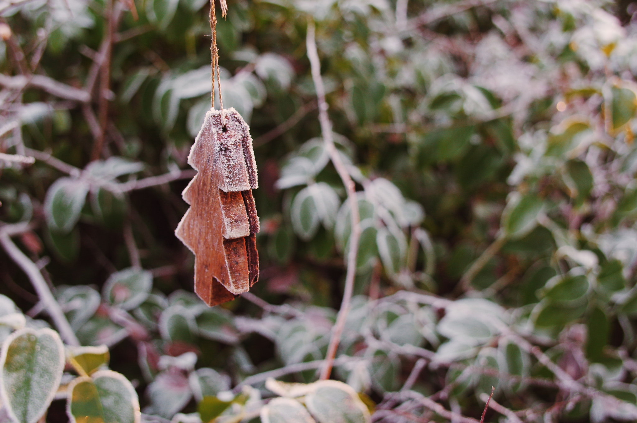 smc PENTAX-FA* 24mm F2 AL[IF] sample photo. Hang out in winter photography