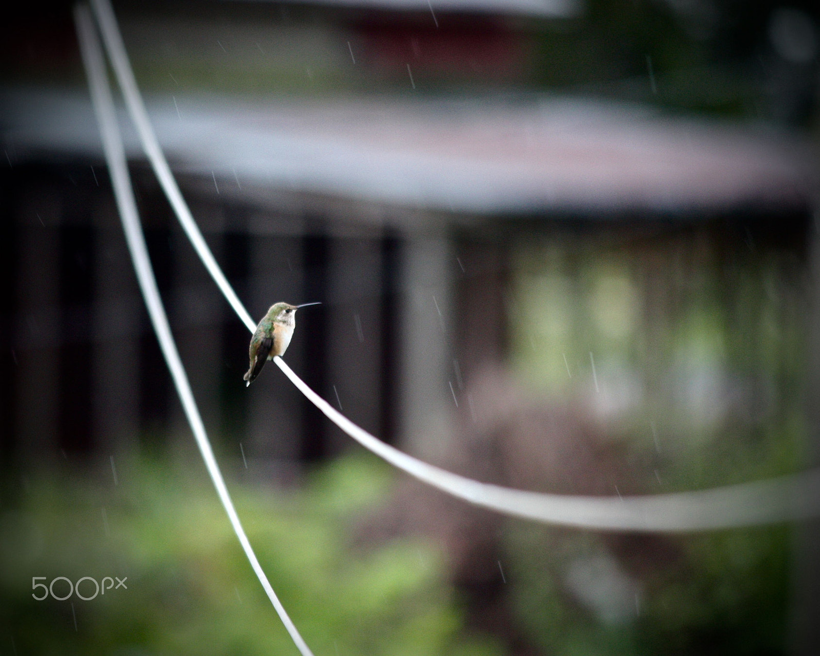Canon EOS 450D (EOS Rebel XSi / EOS Kiss X2) sample photo. “though she be but little, she is fierce!” photography
