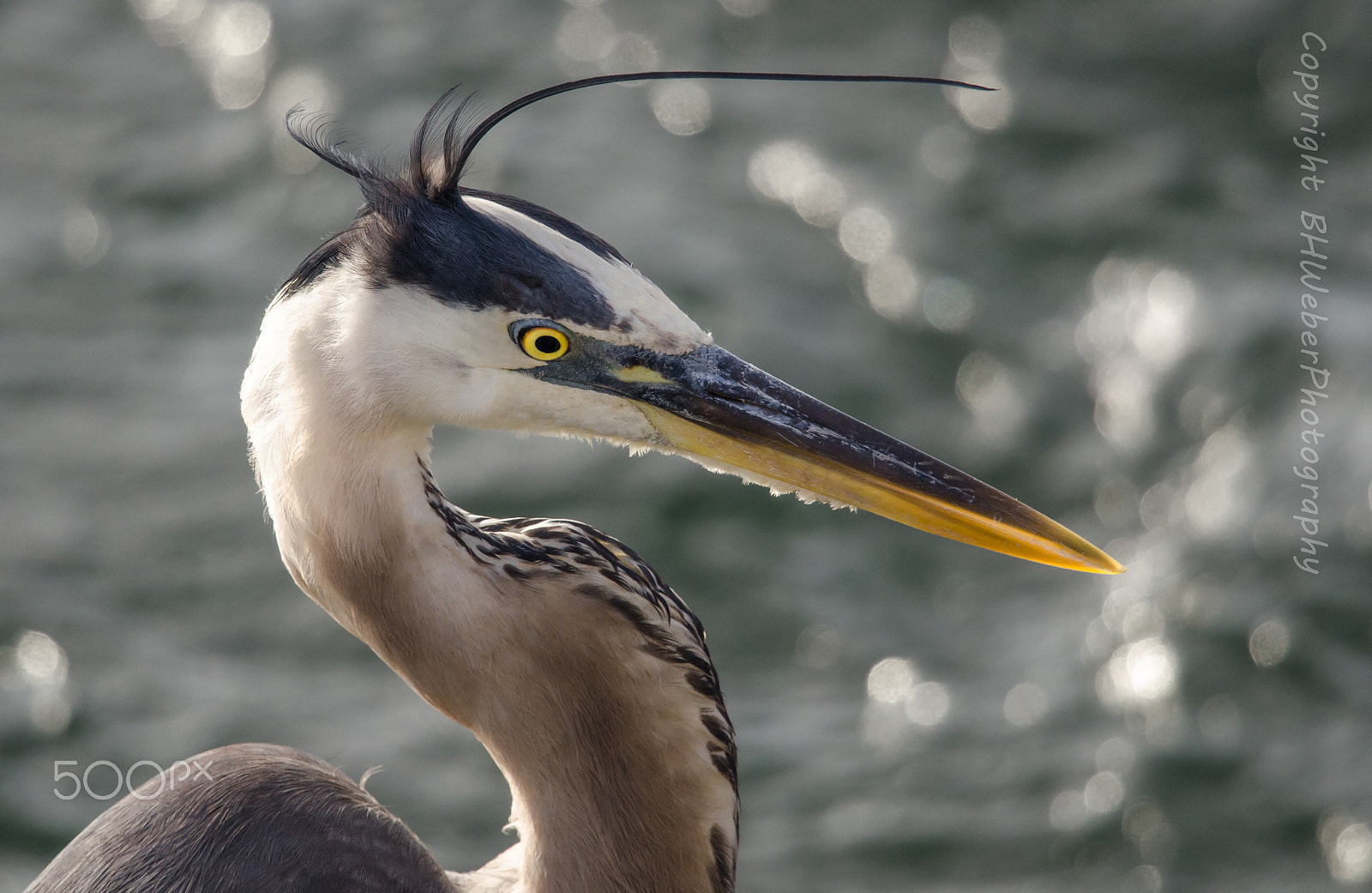 Nikon Nikkor AF-S 300mm F4E PF ED VR sample photo. Great blue heron photography