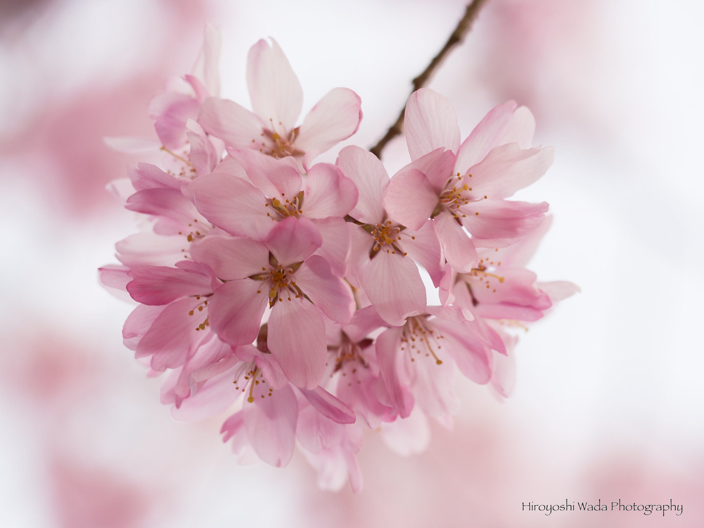 Olympus PEN E-PL5 sample photo. Sakura photography