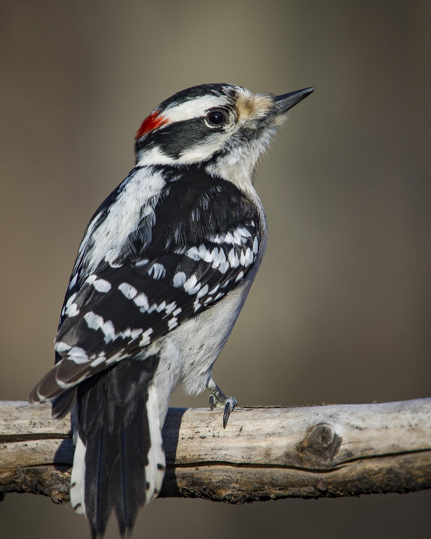 Nikon Nikkor AF-S 300mm F4E PF ED VR sample photo. Just another downy photography