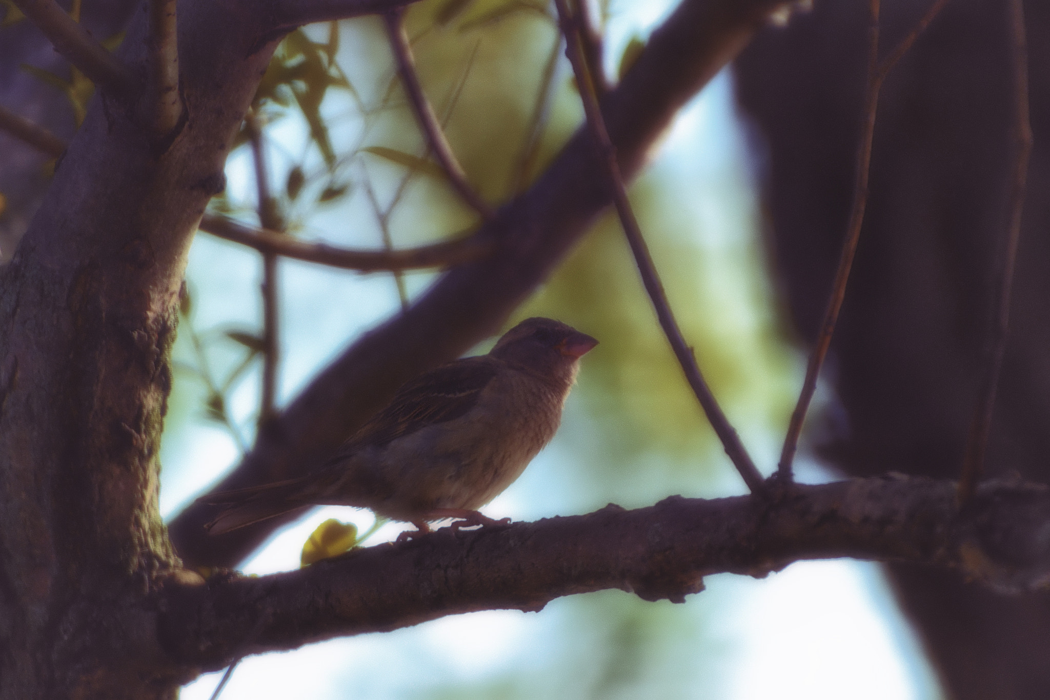 Sigma 50-500mm F4.5-6.3 DG OS HSM sample photo. To be a bird photography