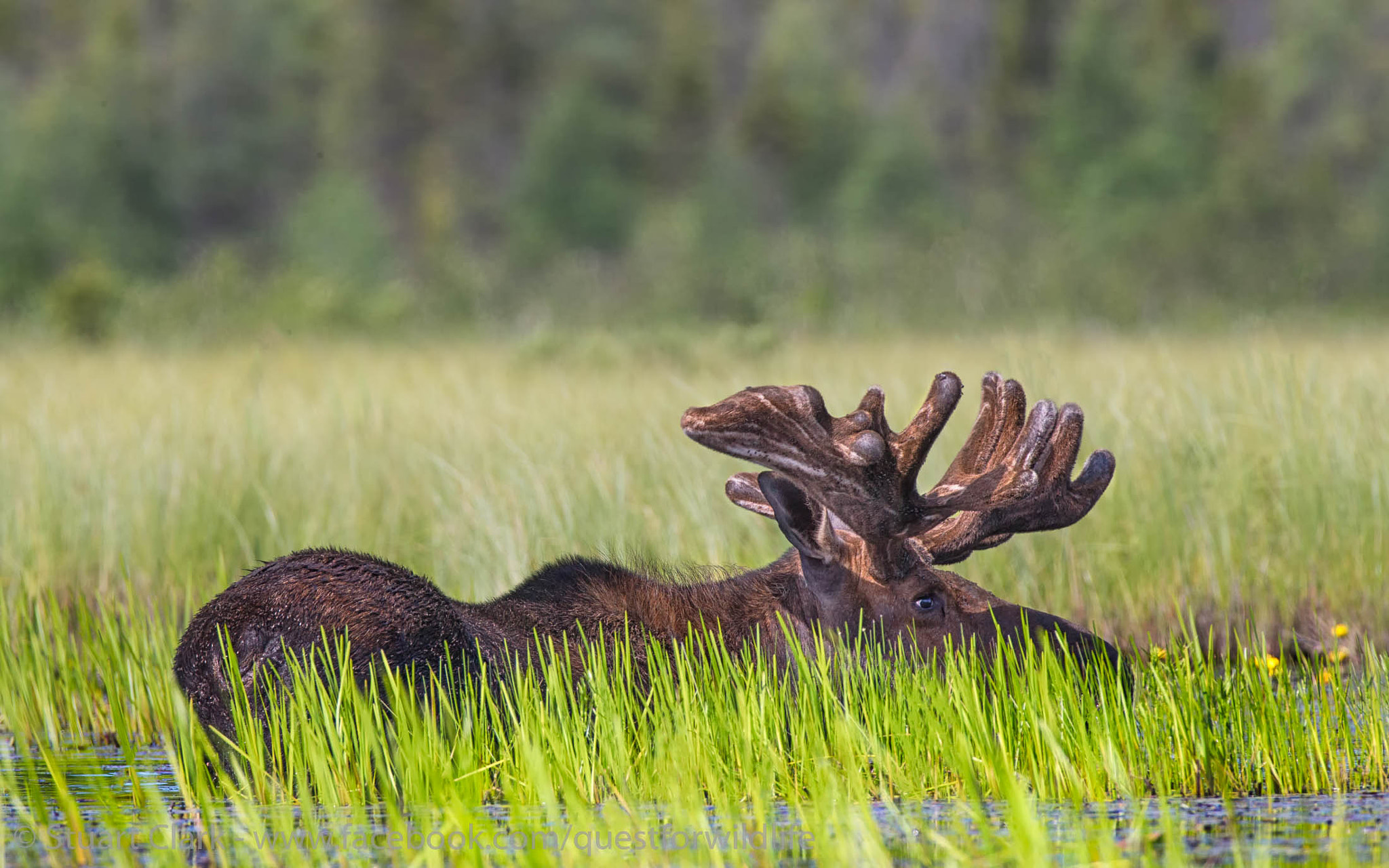 Canon EF 600mm F4L IS USM sample photo. Hide & seek photography