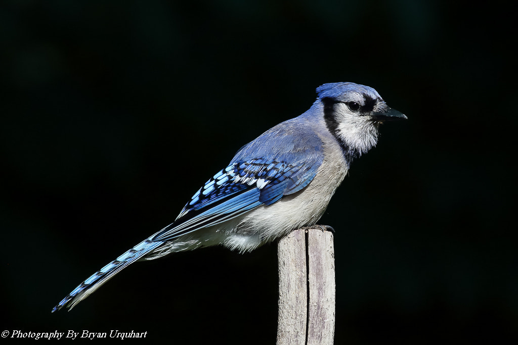 Canon EOS 70D + Canon EF 400mm F5.6L USM sample photo. Blue jay photography