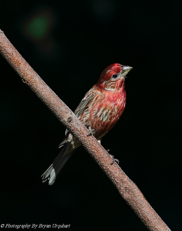Canon EOS 70D + Canon EF 400mm F5.6L USM sample photo. Purple finch photography
