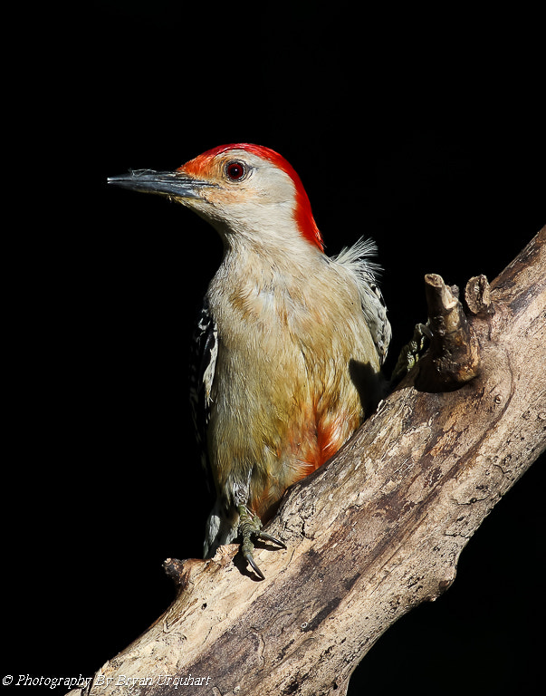 Canon EOS 70D + Canon EF 400mm F5.6L USM sample photo. Red bellied wood pecker photography