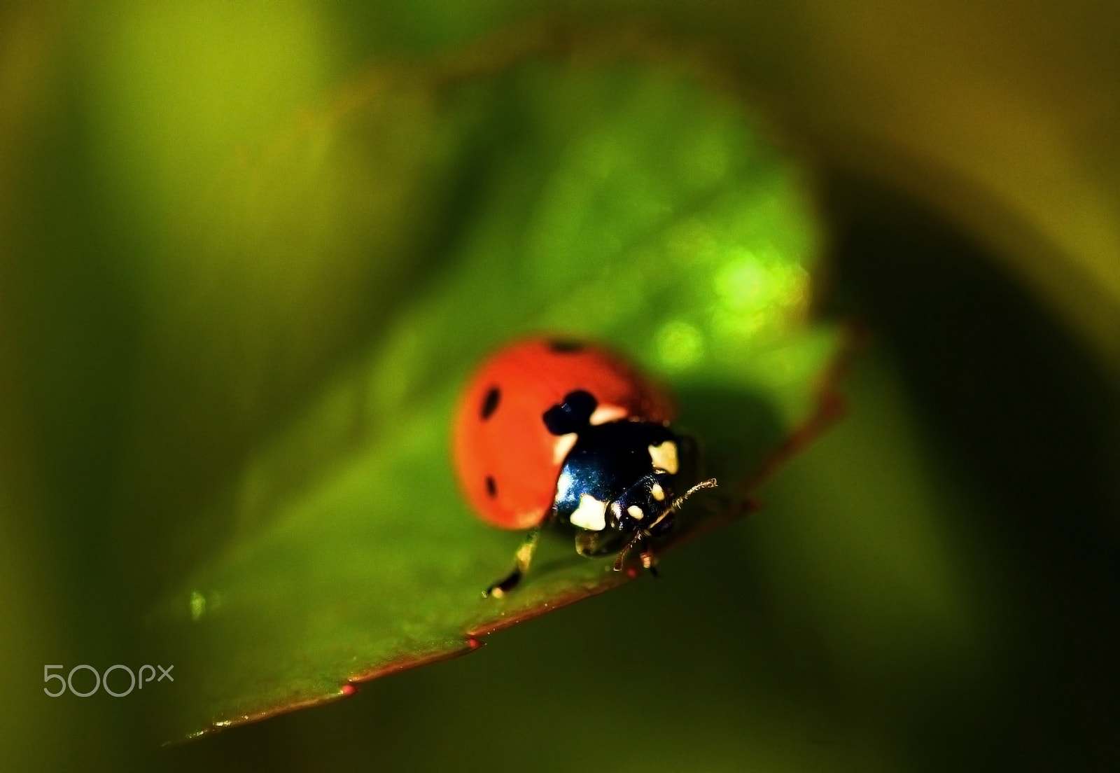 Nikon D300S sample photo. ...nice to see you again!!! photography