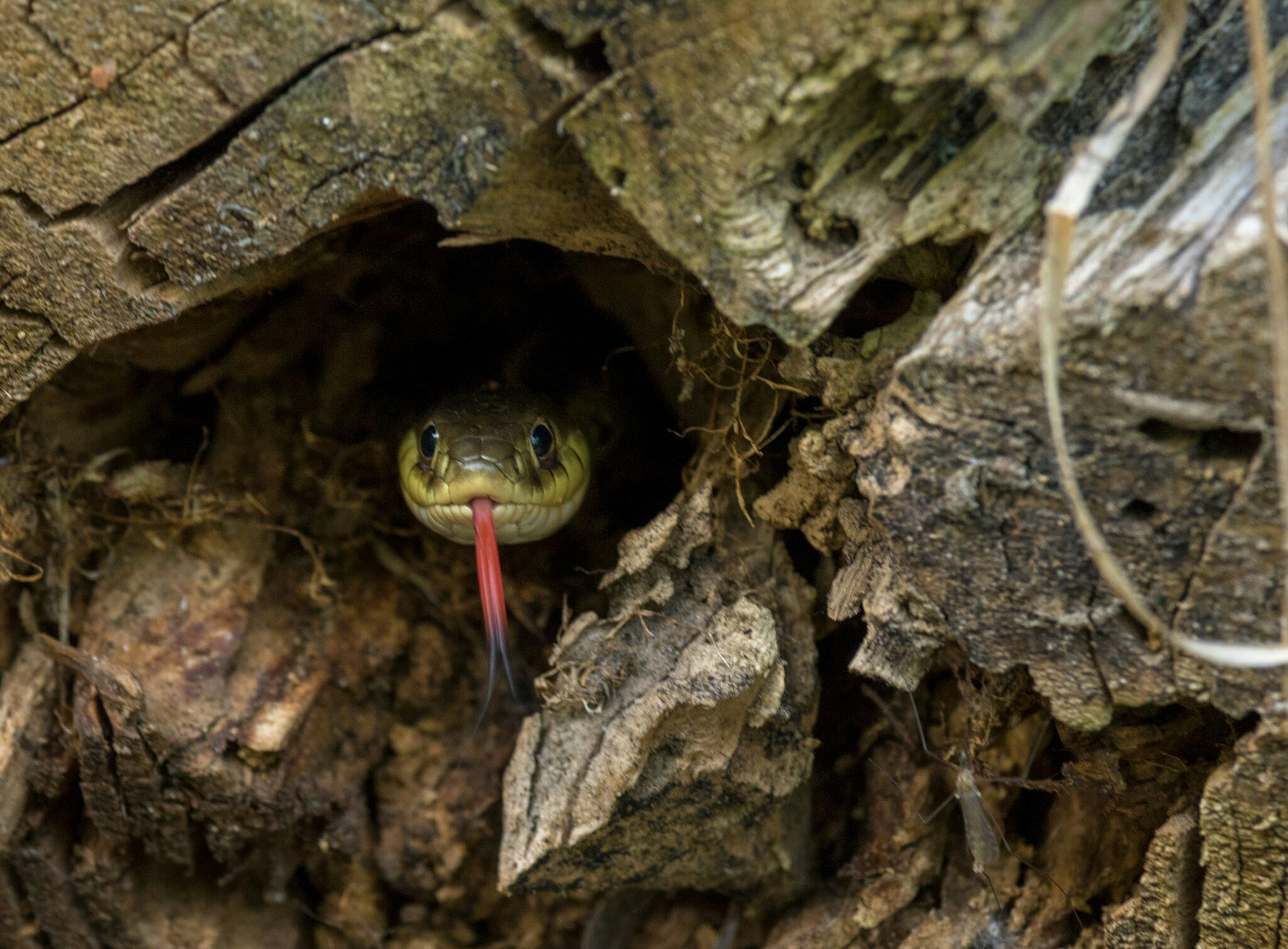 Canon EF-S 55-250mm F4-5.6 IS STM sample photo. Garter snake ii 6/18/16 photography