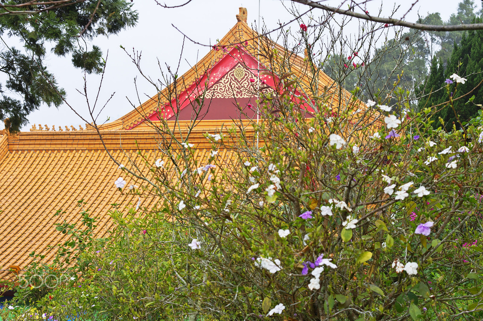 Pentax K-3 + HD Pentax DA 40mm F2.8 Limited sample photo. Temple flowers photography