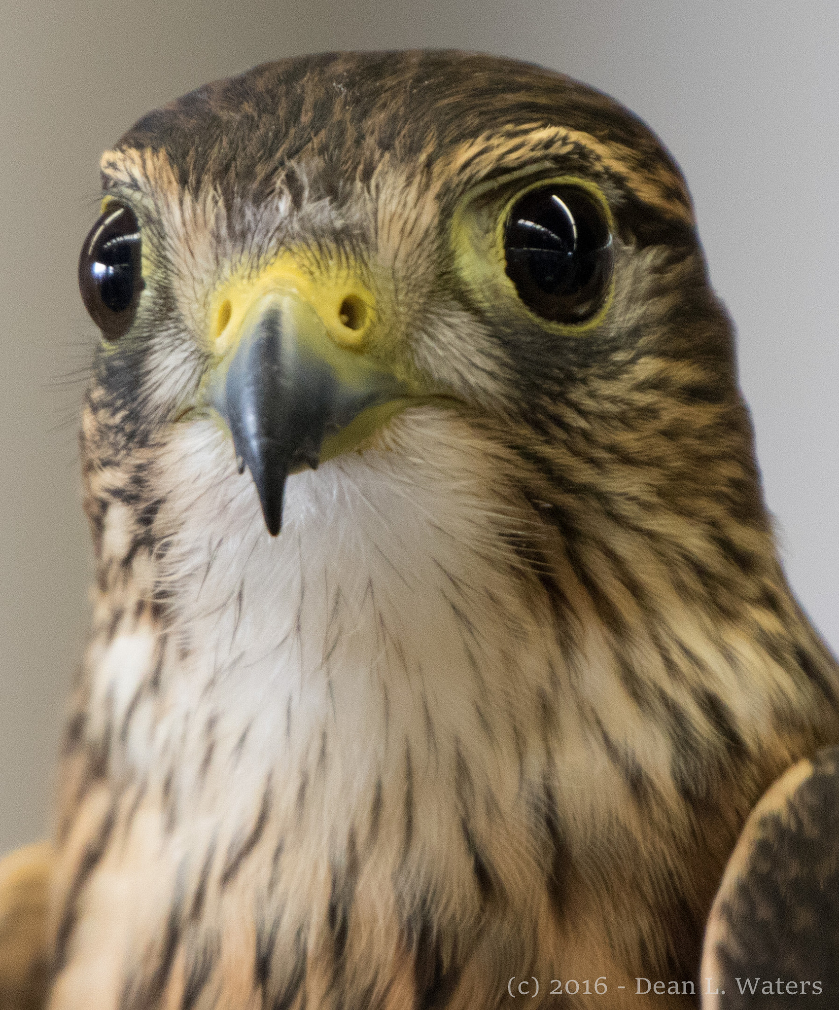 Canon EOS 760D (EOS Rebel T6s / EOS 8000D) sample photo. 'my, what big eyes you have ... ' photography