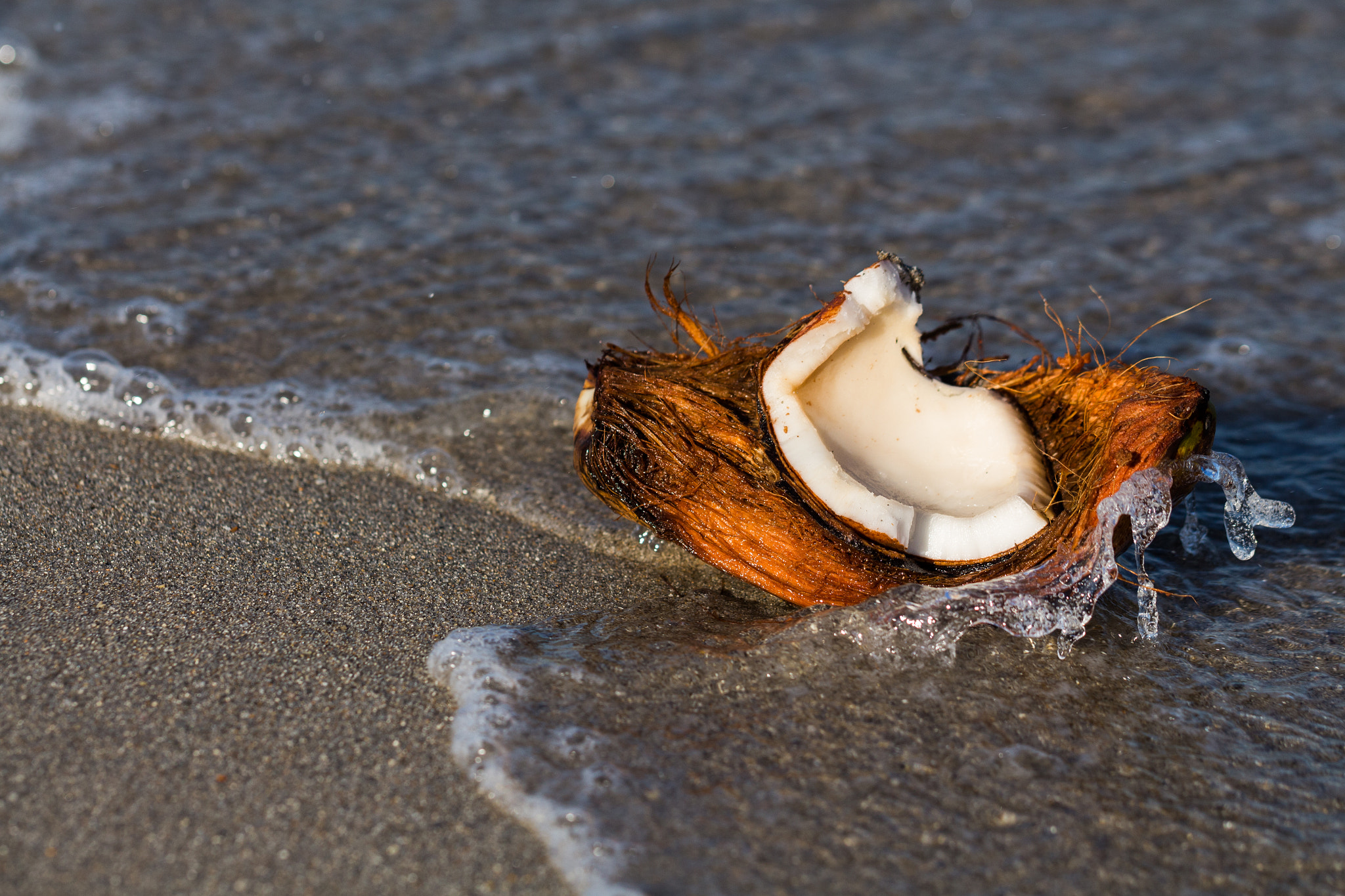 Canon EF 100mm F2.8L Macro IS USM sample photo. Coconut photography