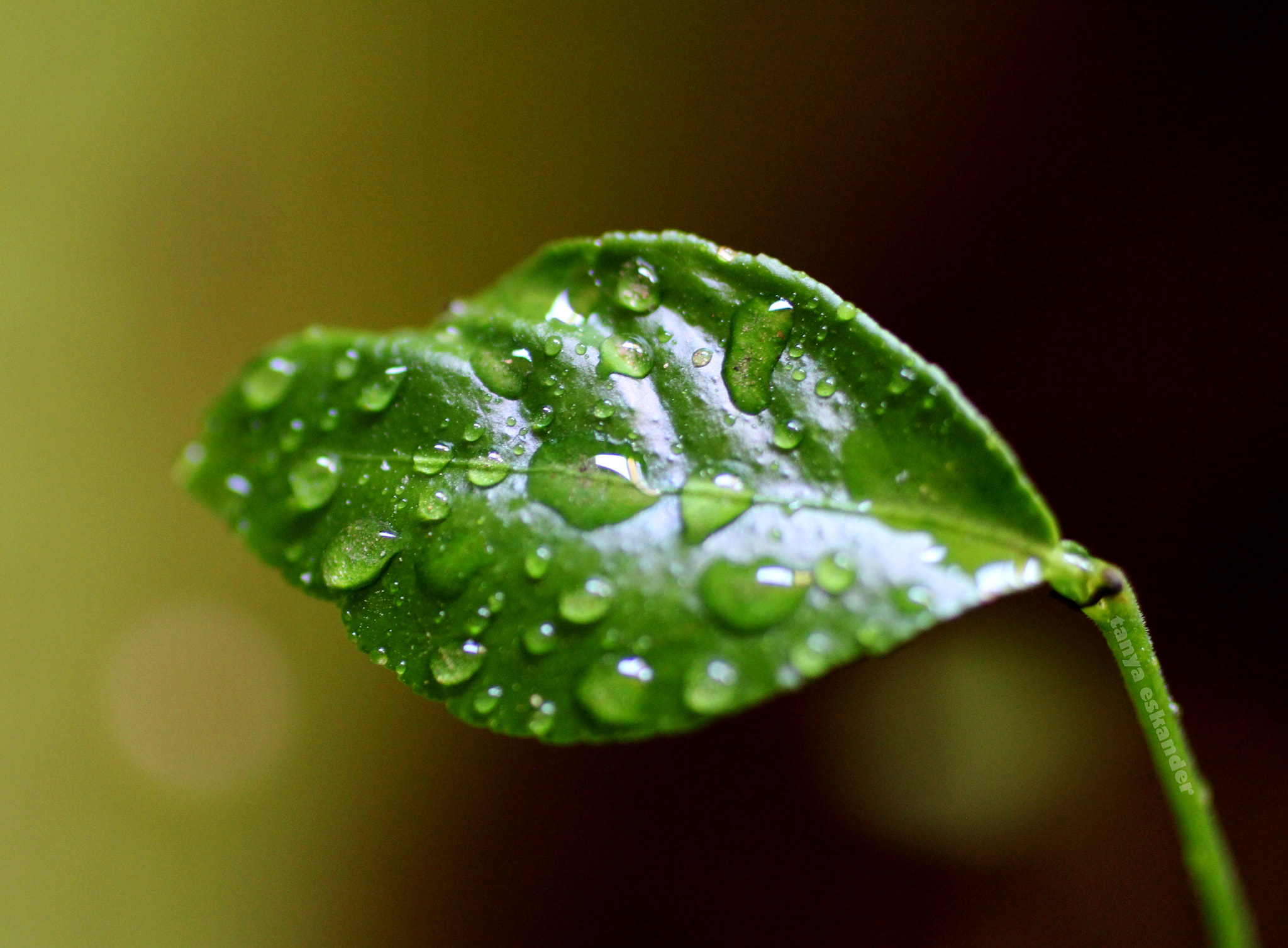 Canon EOS 60D + Canon EF 50mm F2.5 Macro sample photo. Rain drops photography