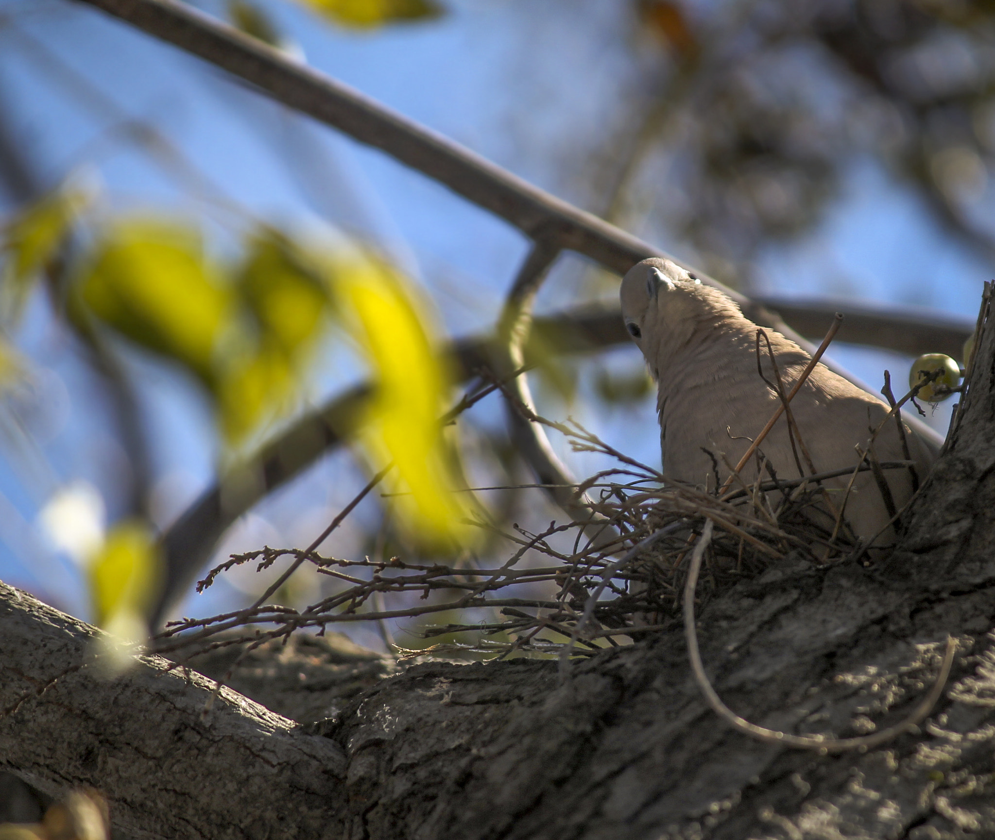 Canon EF-S 55-250mm F4-5.6 IS sample photo. Hi photography