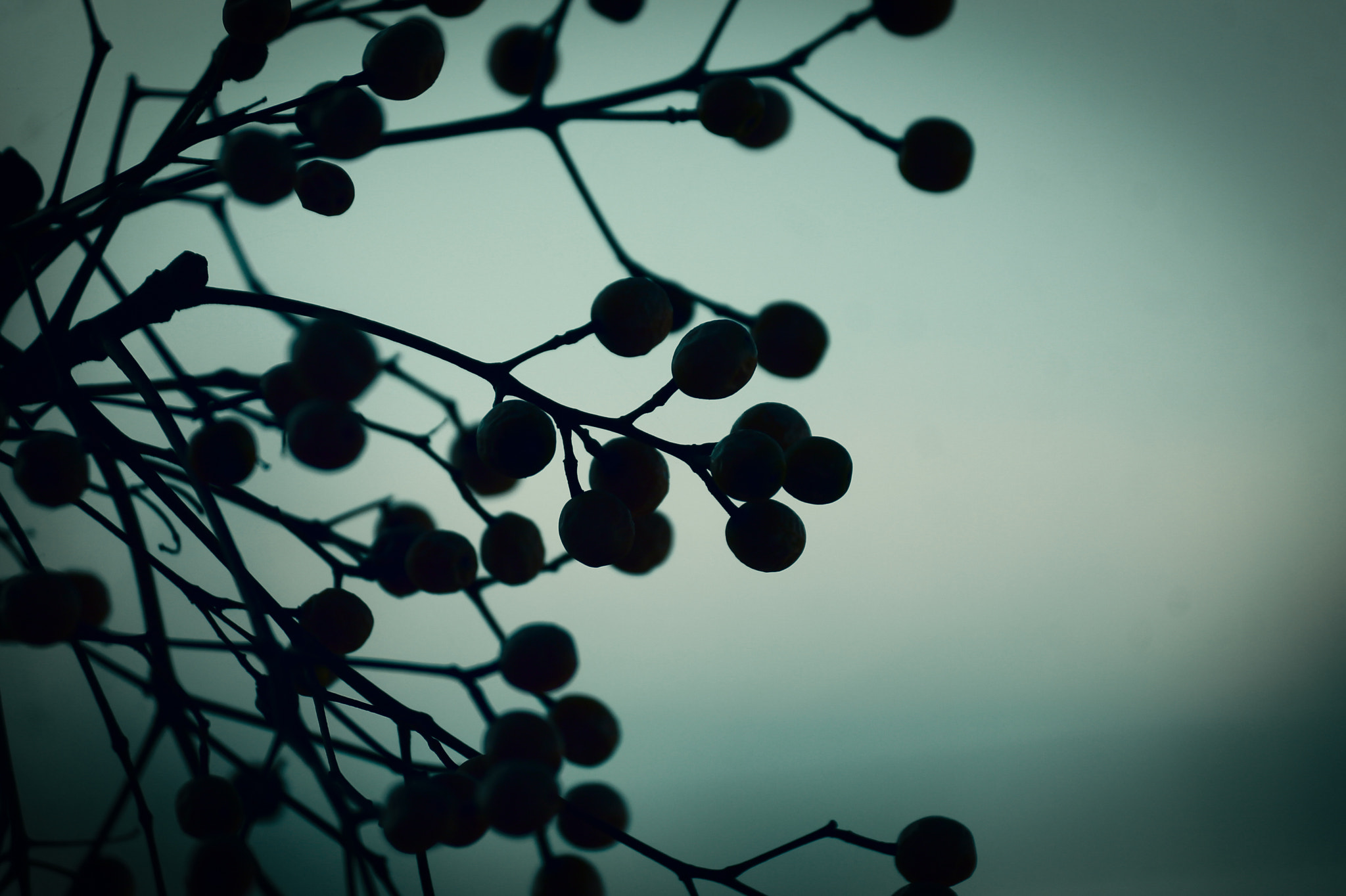 Canon EF-S 55-250mm F4-5.6 IS sample photo. Dark photography