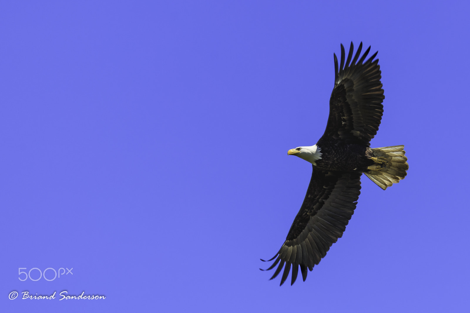Tamron SP 150-600mm F5-6.3 Di VC USD sample photo. Soaring photography