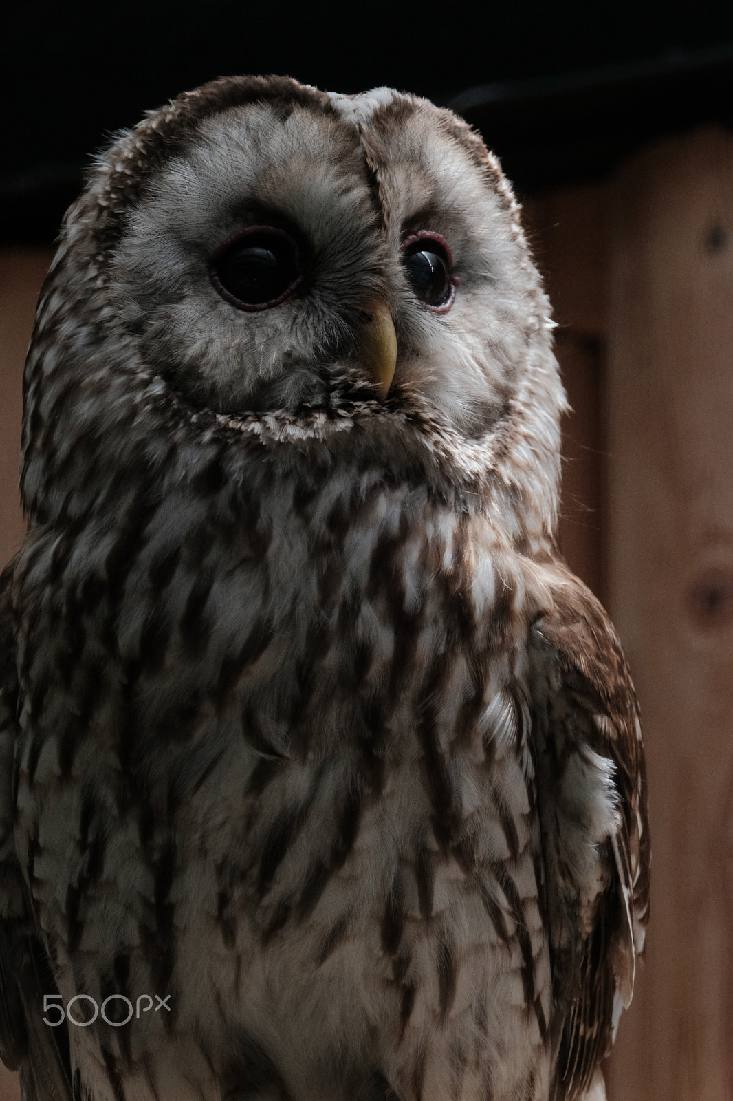 XF100-400mmF4.5-5.6 R LM OIS WR + 1.4x sample photo. Ural owl photography