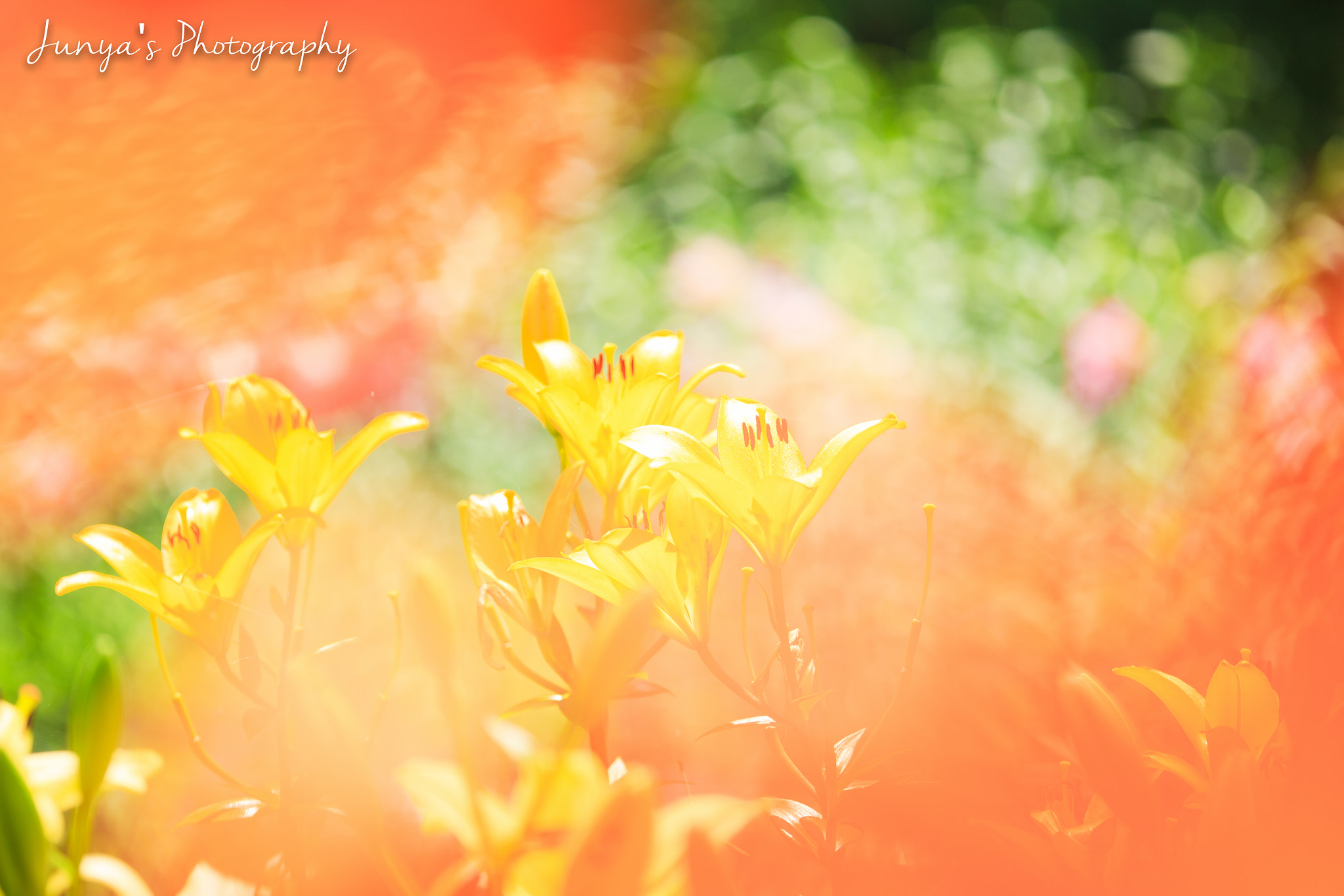 Tamron SP AF 180mm F3.5 Di LD (IF) Macro sample photo. Happiness colors photography