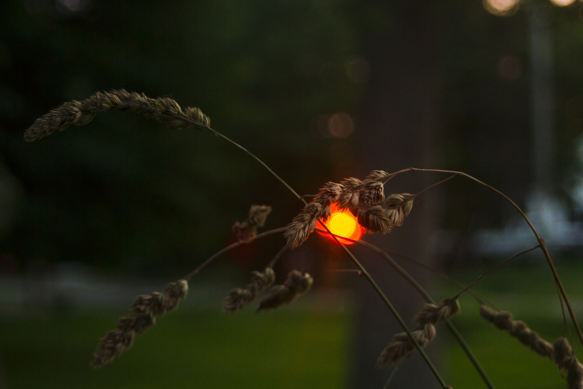 Canon EF 35-80mm f/4-5.6 sample photo. Sunsets bring promise of a new dawn photography