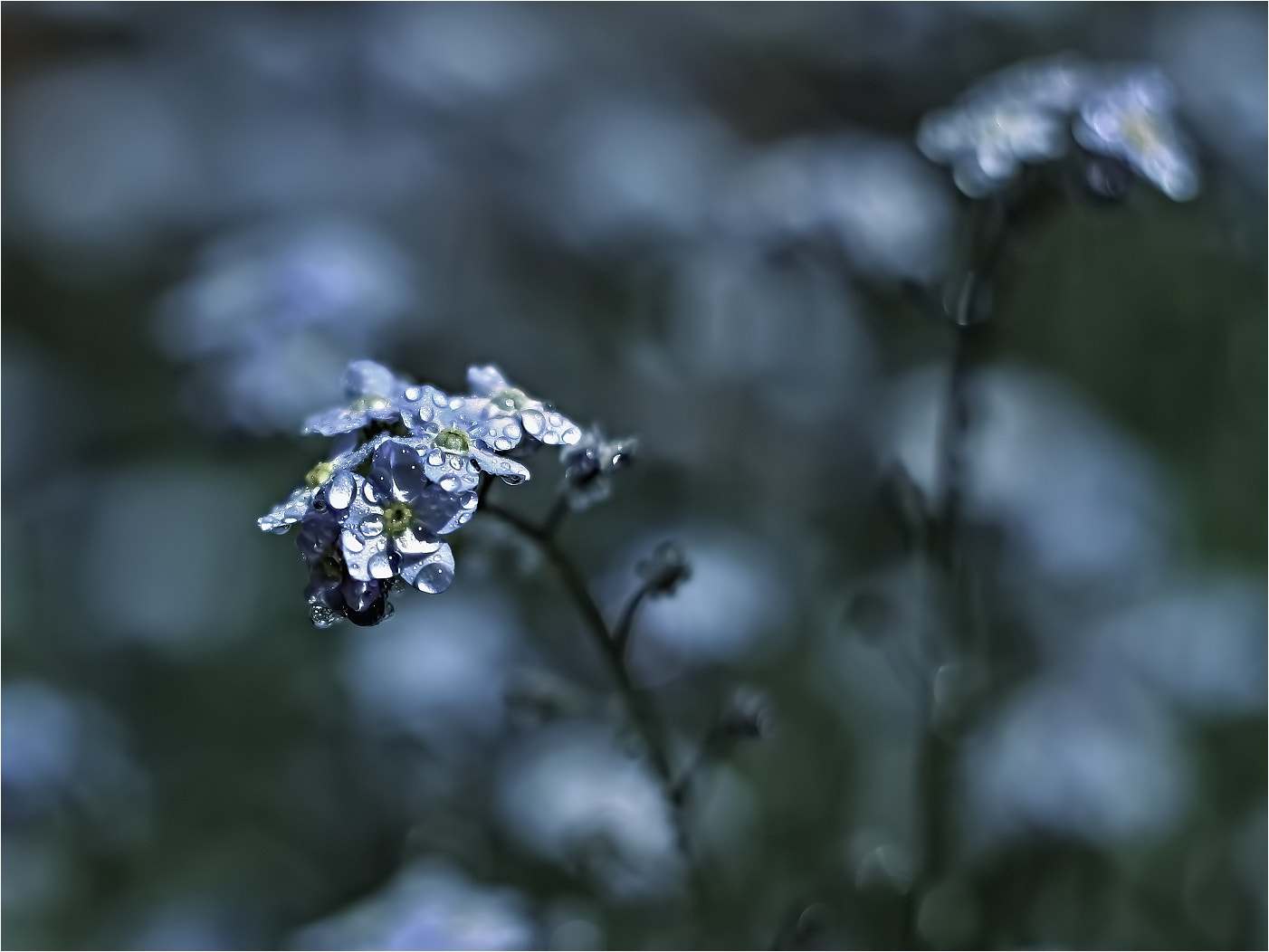 Canon EF 35-80mm f/4-5.6 sample photo. Blue symphony photography