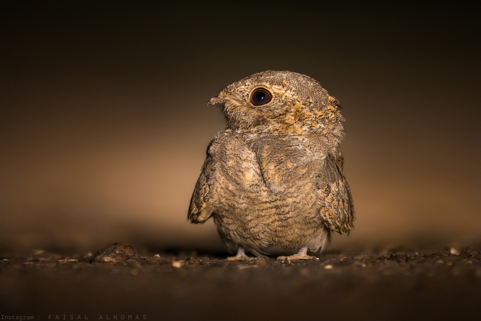 Canon EOS-1D X + Canon EF 800mm F5.6L IS USM sample photo. I'm cute yes or no ? photography