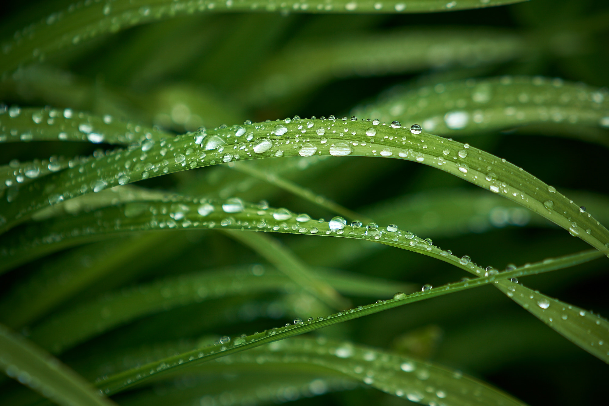 Sony a6300 + Sony FE 70-200mm F4 G OSS sample photo. Water droplets on blades of grass. photography
