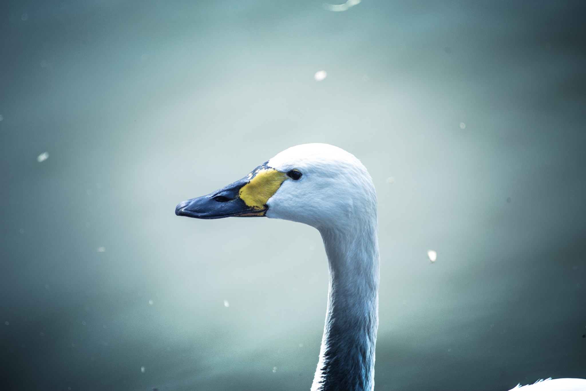 Minolta AF 80-200mm F4.5-5.6 sample photo. A duck's blue photography