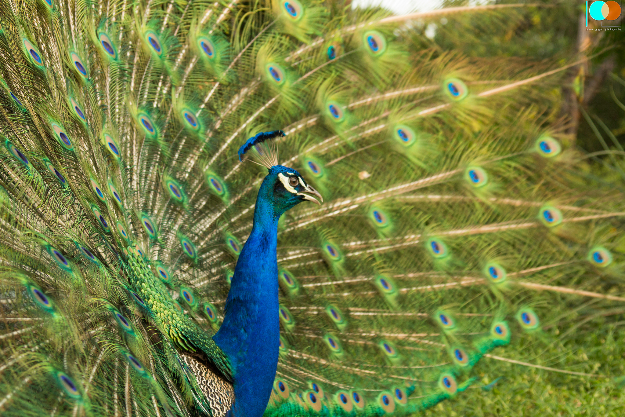Canon EF 28-105mm f/3.5-4.5 USM sample photo. Peacock glory 2 photography