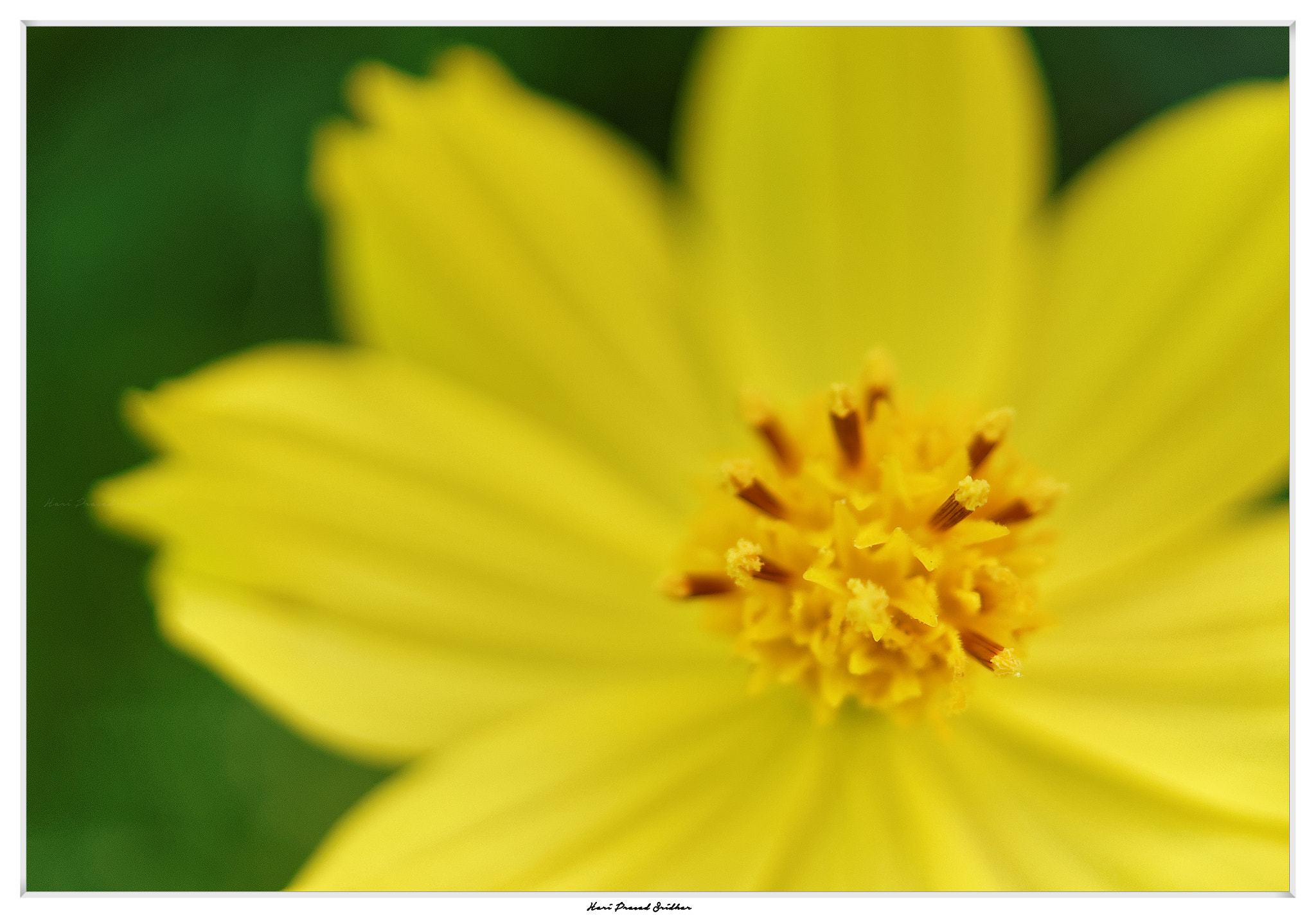 Sony SLT-A57 + Sony DT 30mm F2.8 Macro SAM sample photo. " happy things " photography