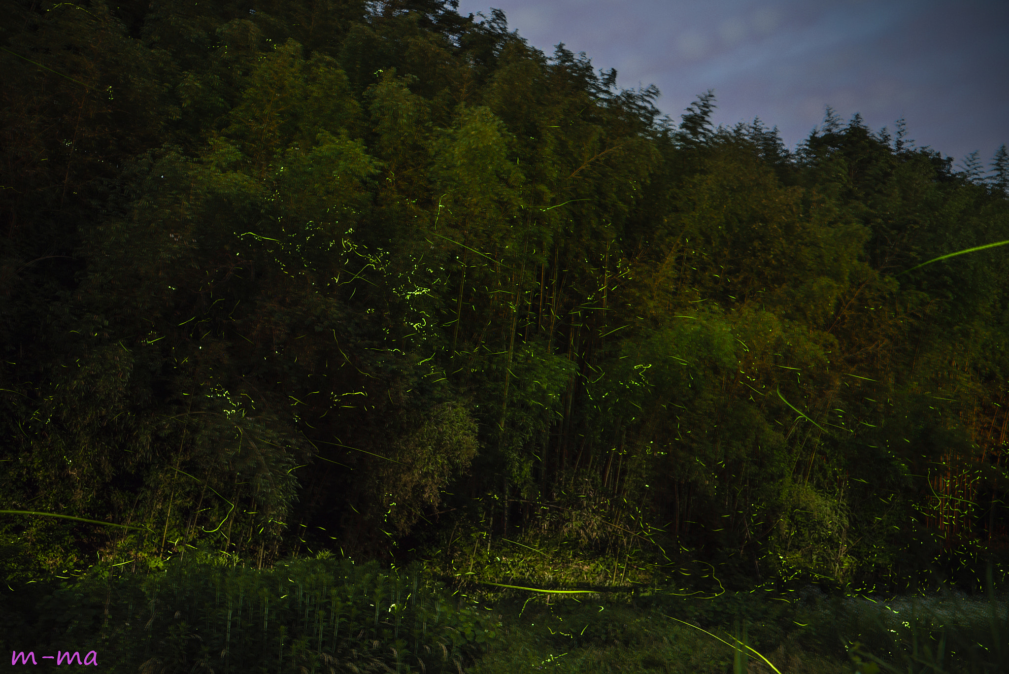 Sony a7S + Sony Distagon T* FE 35mm F1.4 ZA sample photo. Firefly of hokubo 2 photography