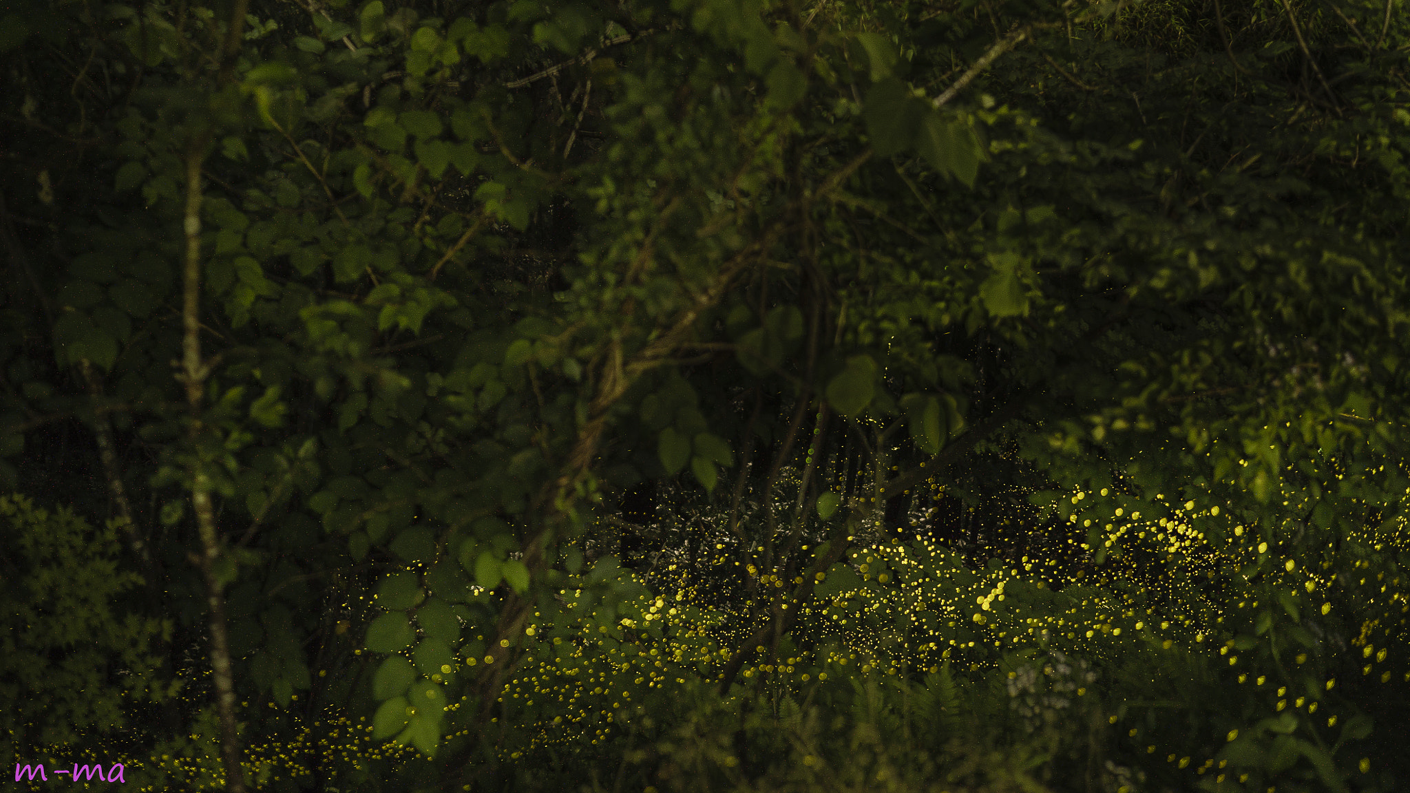 Sony a7S + Sony Distagon T* FE 35mm F1.4 ZA sample photo. Firefly of forest photography