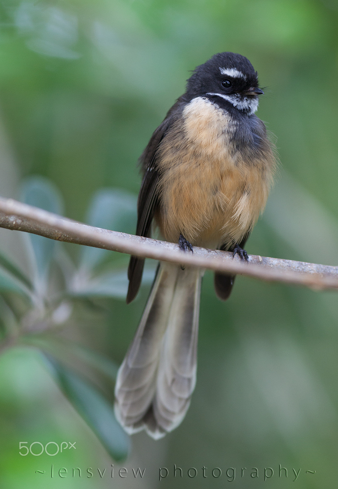 Canon EF 300mm F4L IS USM sample photo. Pīwakawaka (fantail) photography