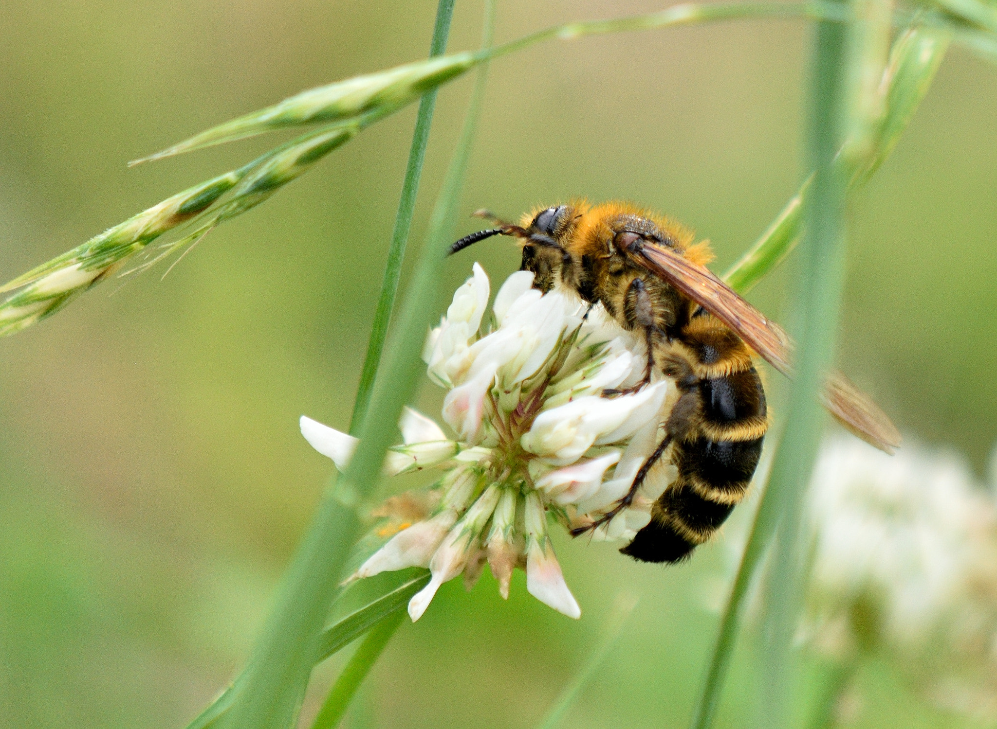 Nikon AF-S DX Micro-Nikkor 85mm F3.5G ED VR sample photo. Bee photography