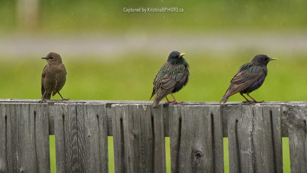 Nikon AF-S Nikkor 200-500mm F5.6E ED VR sample photo. Singing in the rain photography