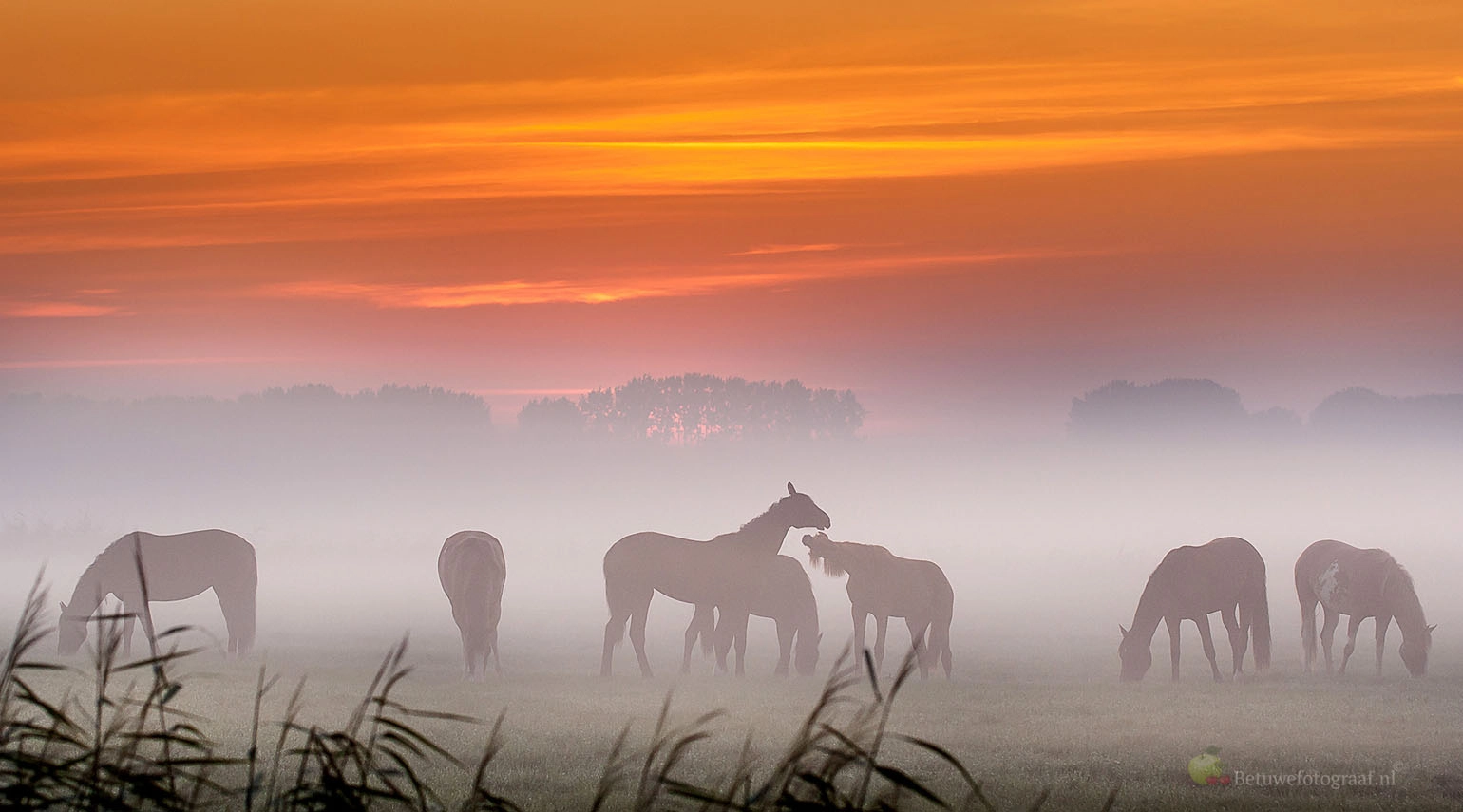 Canon EOS 40D + Canon EF 100mm F2.8L Macro IS USM sample photo. Horses in the mist  v photography