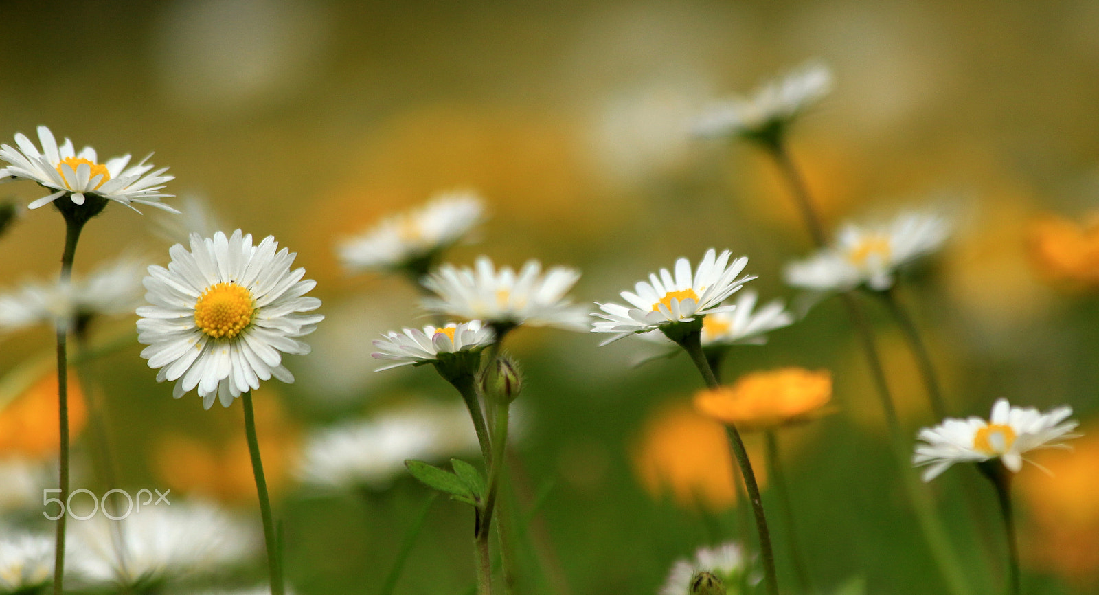 Canon EOS 650D (EOS Rebel T4i / EOS Kiss X6i) sample photo. Spring yellow flower photography