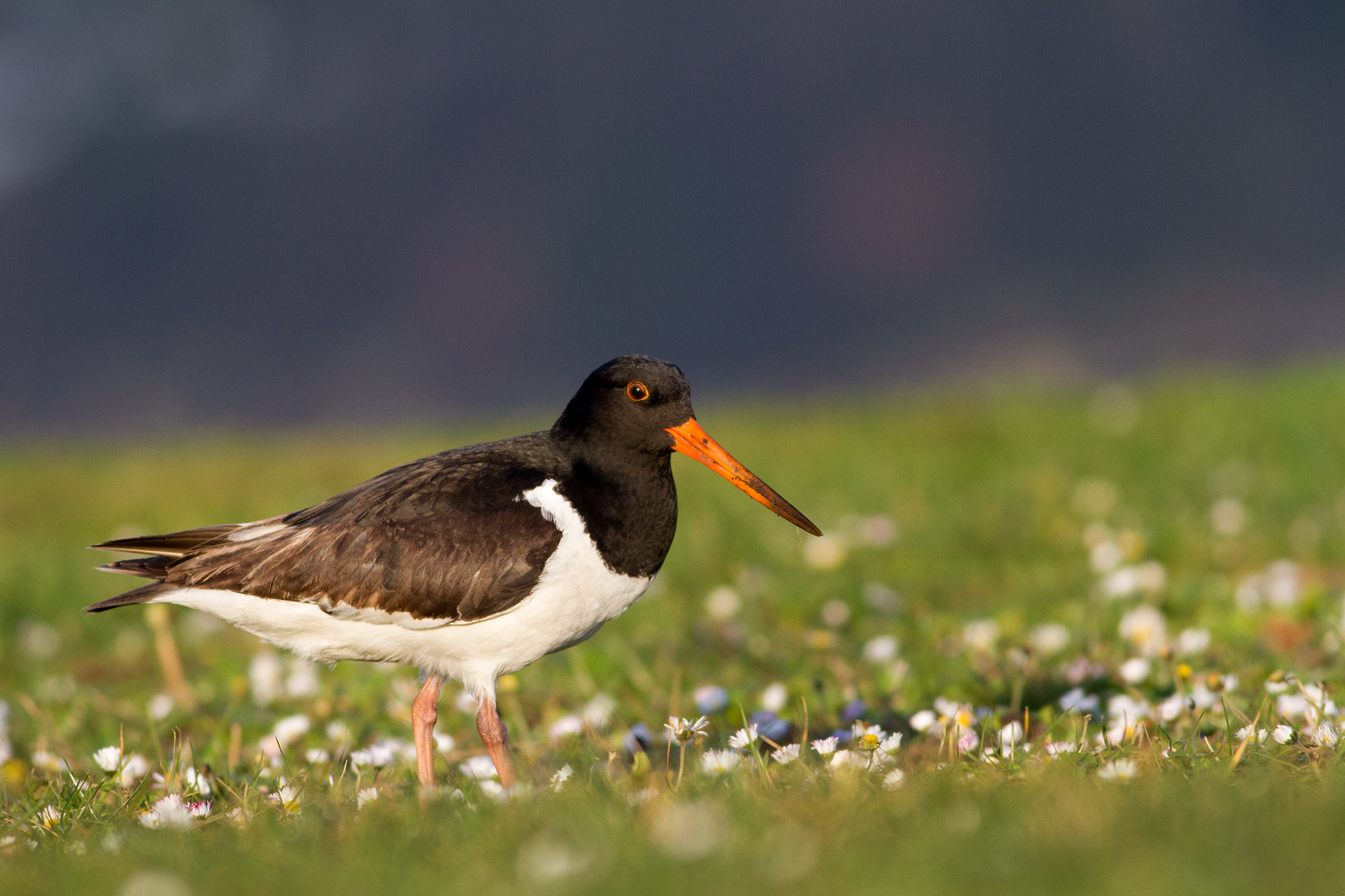 Canon EOS 7D + Canon EF 400mm F5.6L USM sample photo. Oystercatcher in purple haze photography