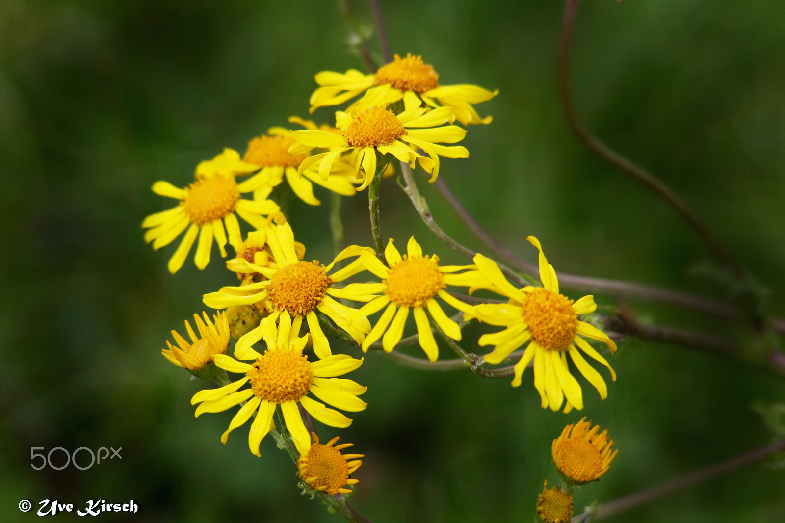 Sigma 150-500mm F5-6.3 DG OS HSM sample photo. Yellow ragwort (jacobaea vulgaris) photography