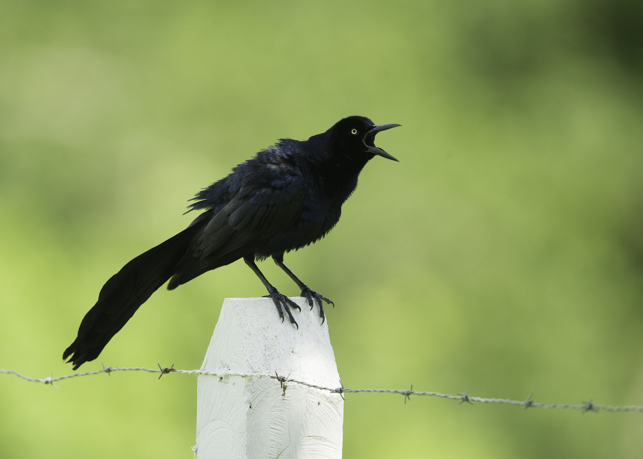 Nikon AF-S Nikkor 800mm F5.6E FL ED VR sample photo. Will you listen to me - quiscalus mexicanus photography