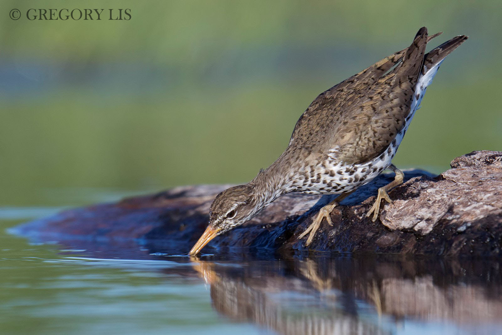 Nikon D7200 + Nikon AF-S Nikkor 500mm F4G ED VR sample photo. Spotted sandpiper photography