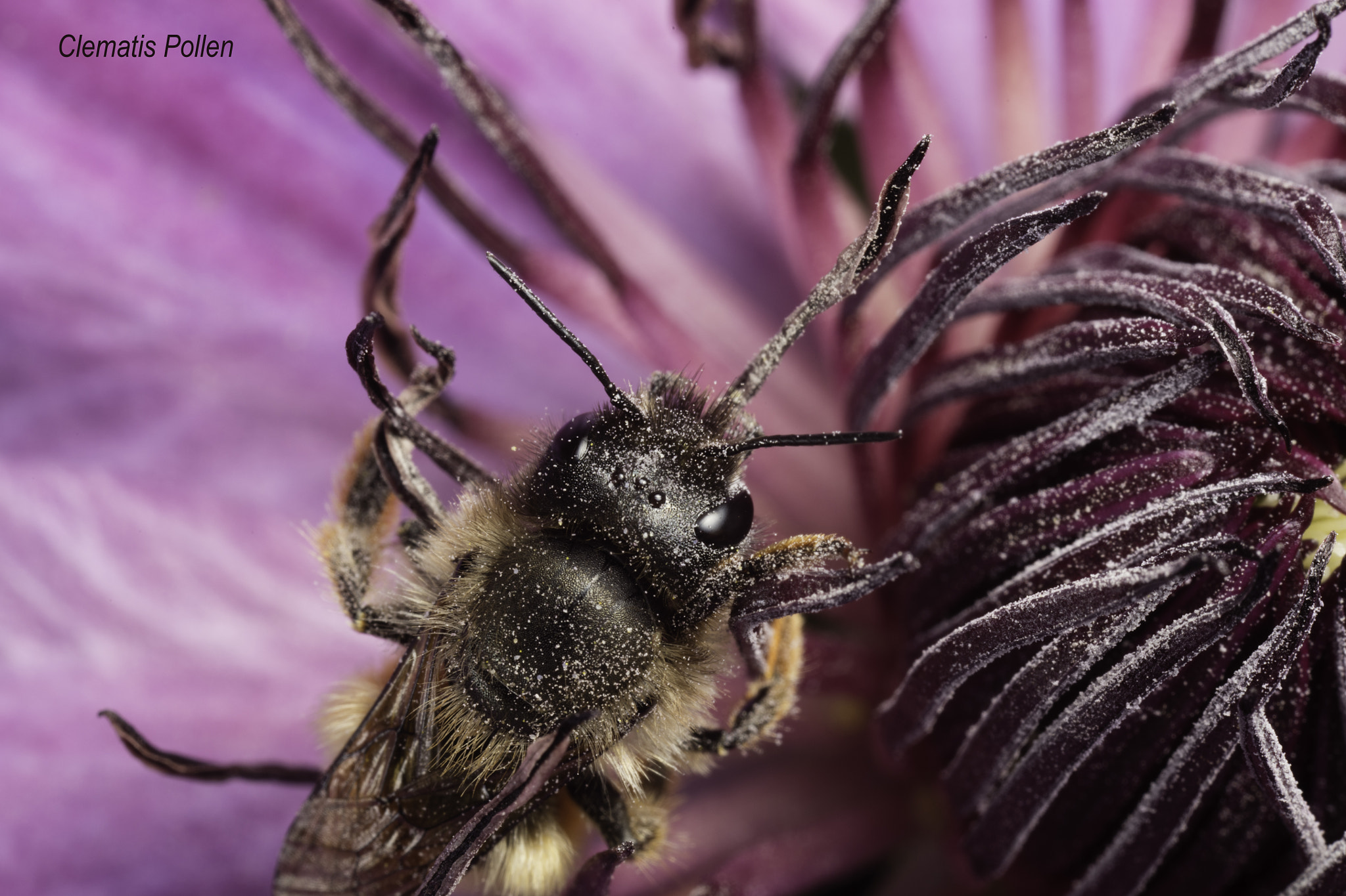 Canon EOS 5DS + Canon MP-E 65mm F2.5 1-5x Macro Photo sample photo. Clematis pollen photography