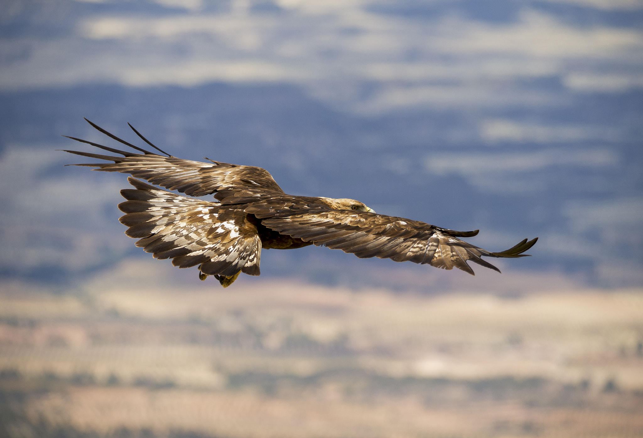 Sigma 150-600mm F5-6.3 DG OS HSM | S sample photo. Por encima del hombro photography