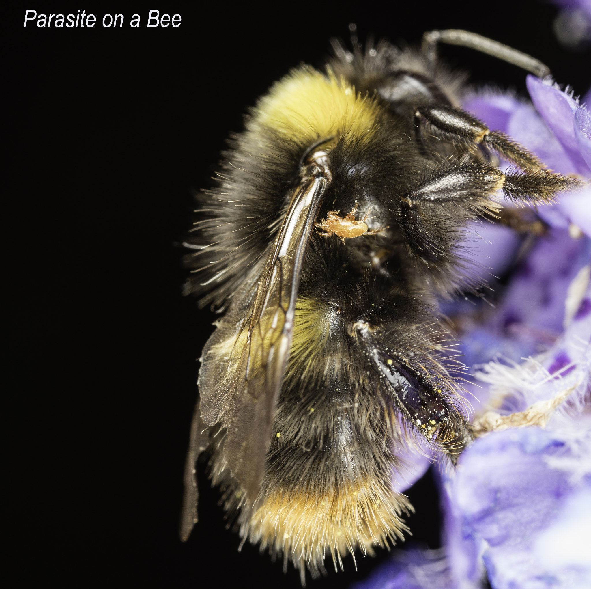 Canon EOS 5DS + Canon MP-E 65mm F2.5 1-5x Macro Photo sample photo. Parasite on a bee photography