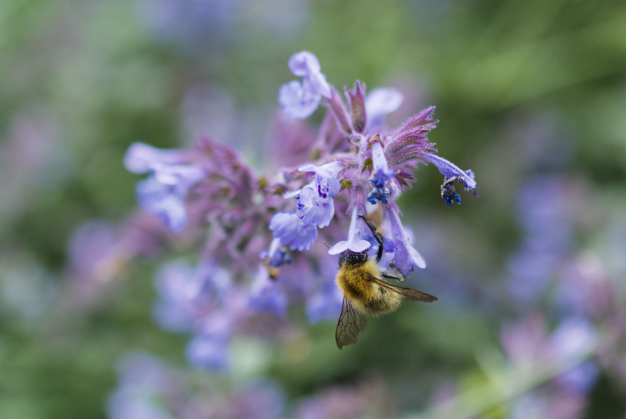 40mm f/2.8G sample photo. Hard at work... photography