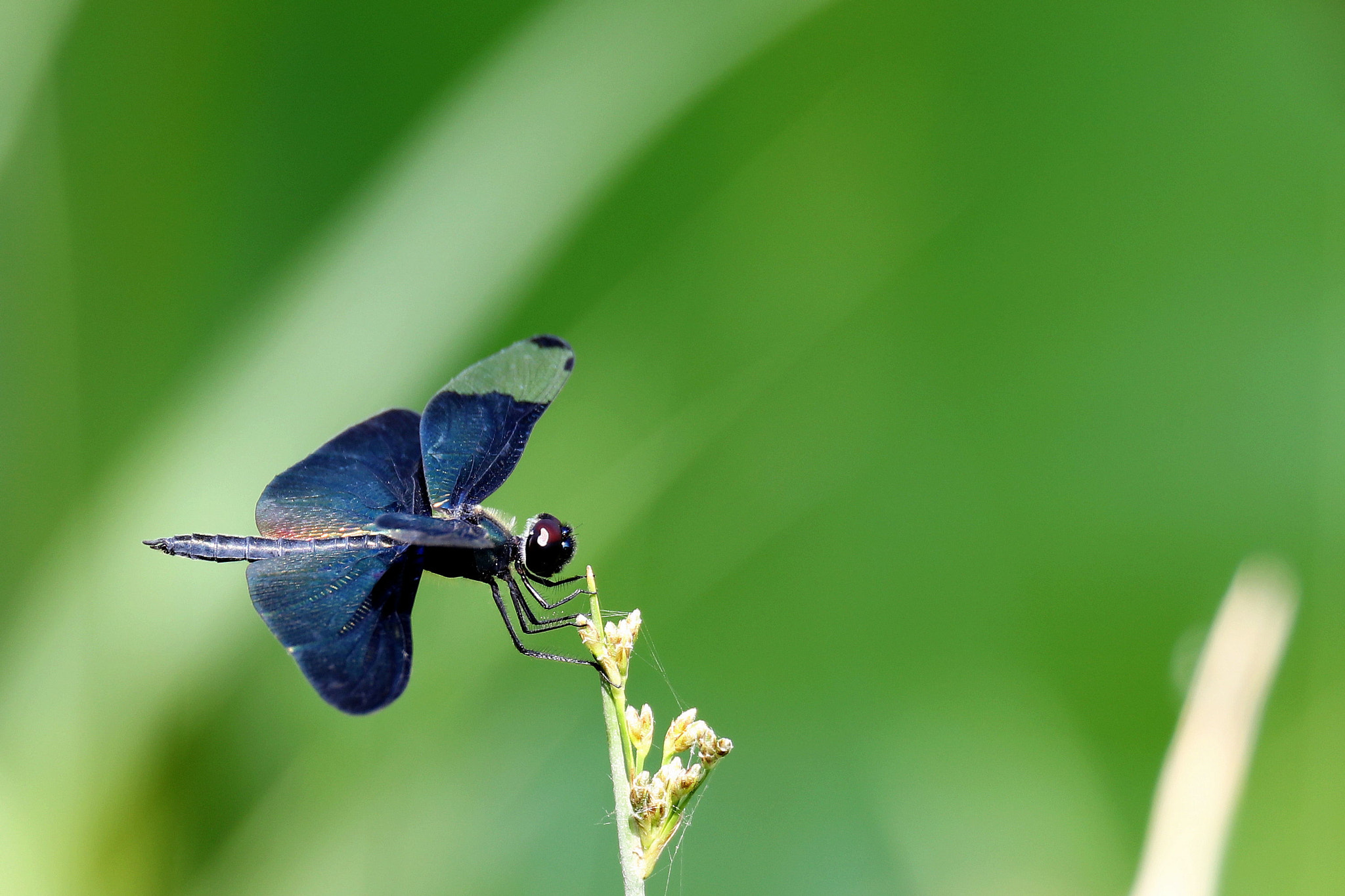 Canon EOS 5DS R + Sigma 150-600mm F5-6.3 DG OS HSM | S sample photo. Blue dragonfly photography