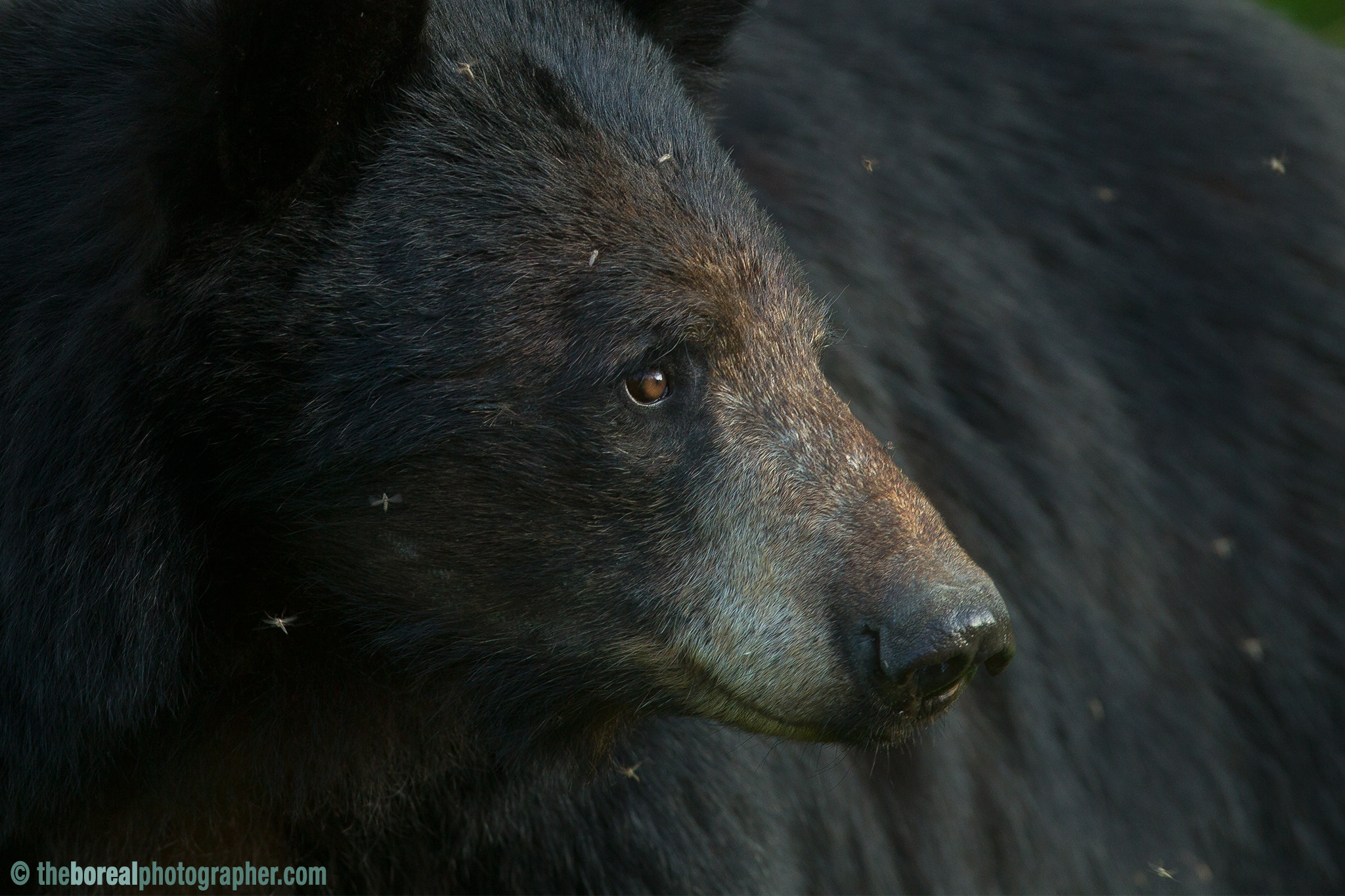 Canon EF 600mm f/4L IS sample photo. Skeeter bait photography