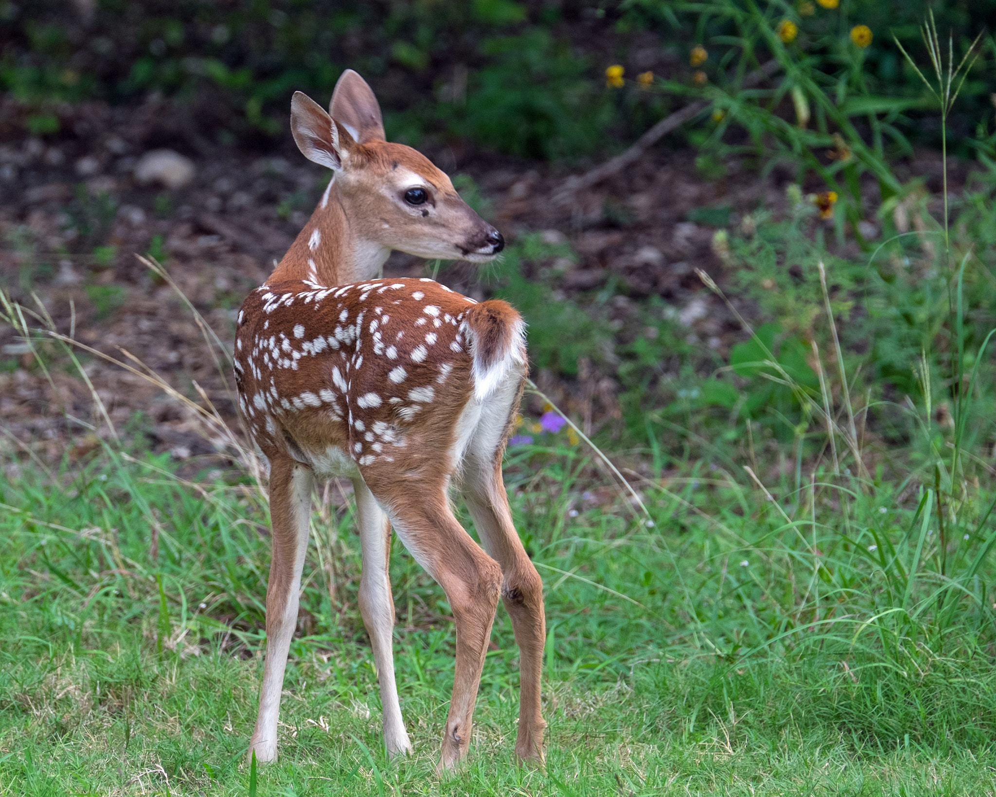 Fujifilm XF 100-400mm F4.5-5.6 R LM OIS WR sample photo. Baby deer photography