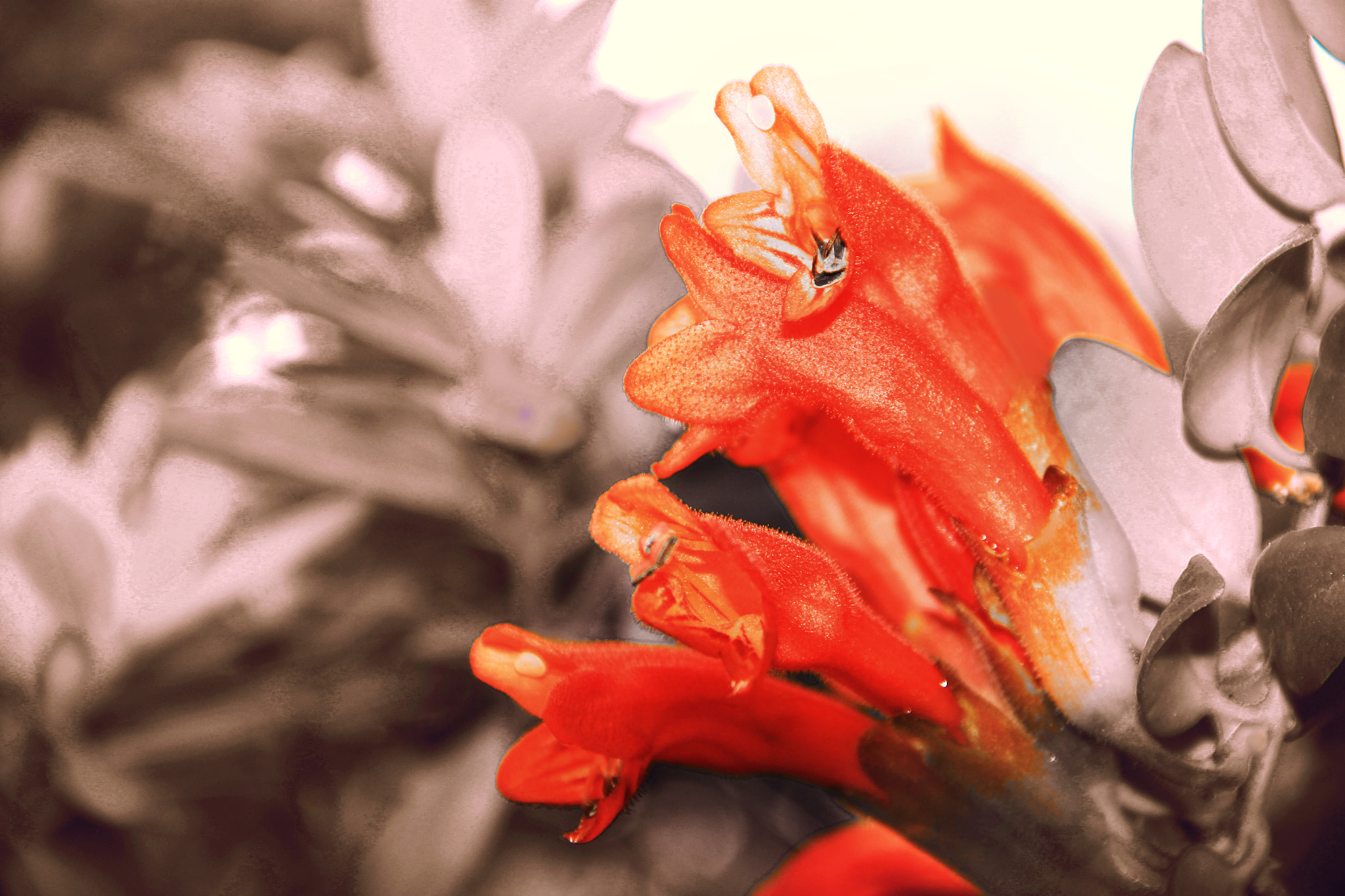 Canon EOS 550D (EOS Rebel T2i / EOS Kiss X4) sample photo. Flower!! photography