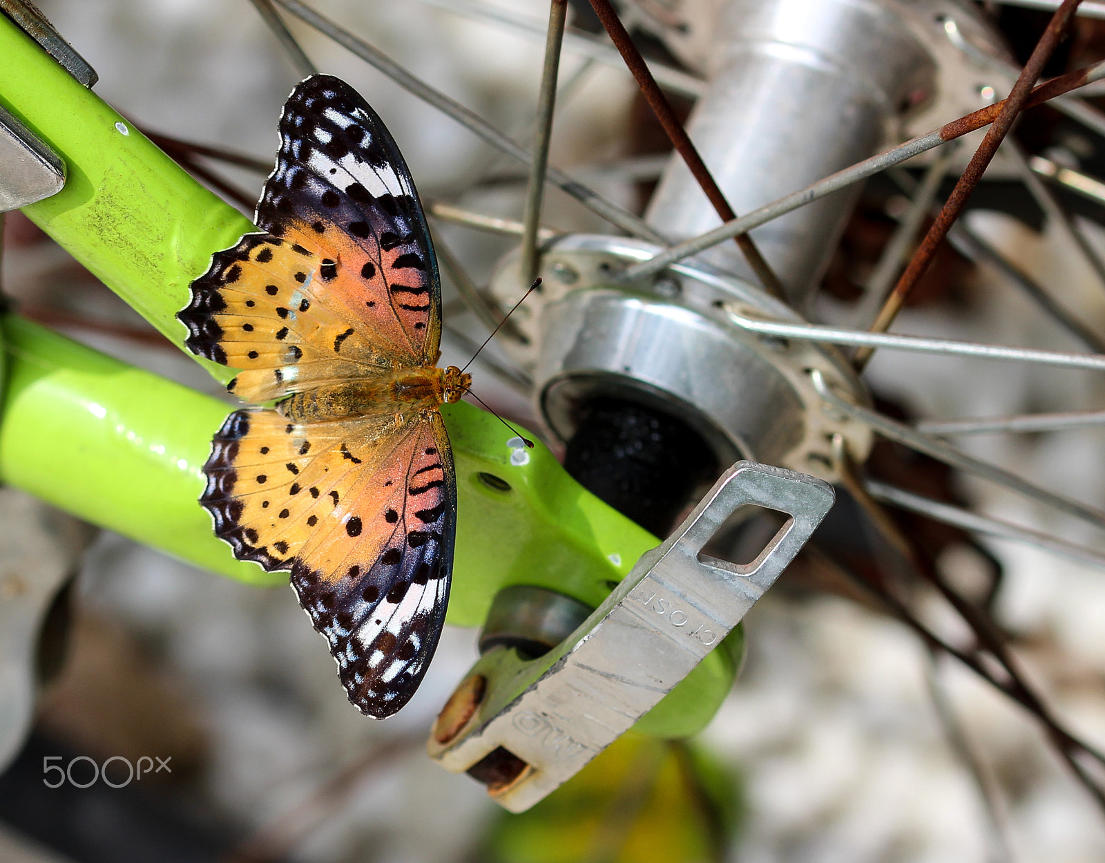 Sigma 105mm F2.8 EX DG OS HSM sample photo. Organic-inorganic photography