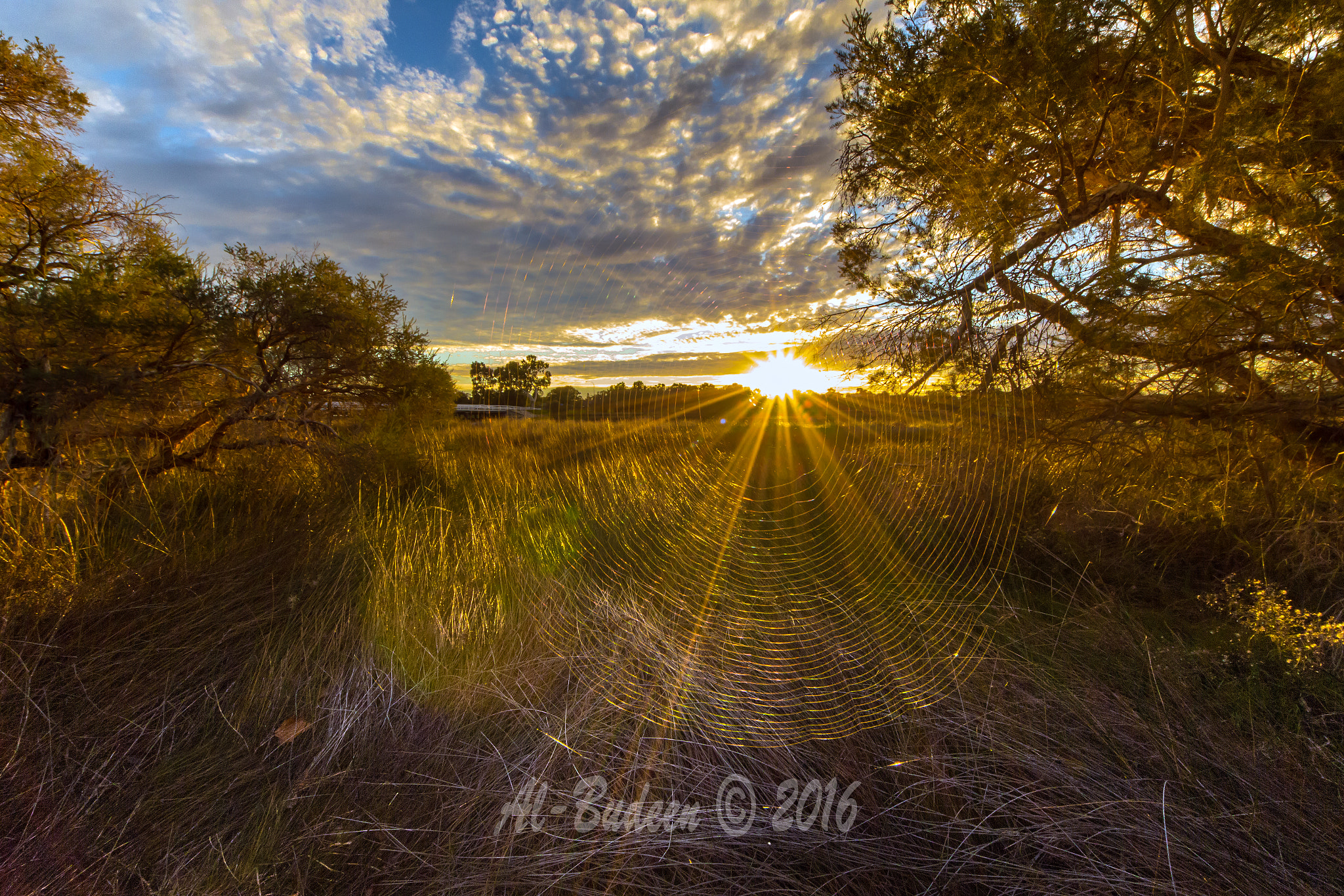 Sigma 8-16mm F4.5-5.6 DC HSM sample photo. Early trap photography